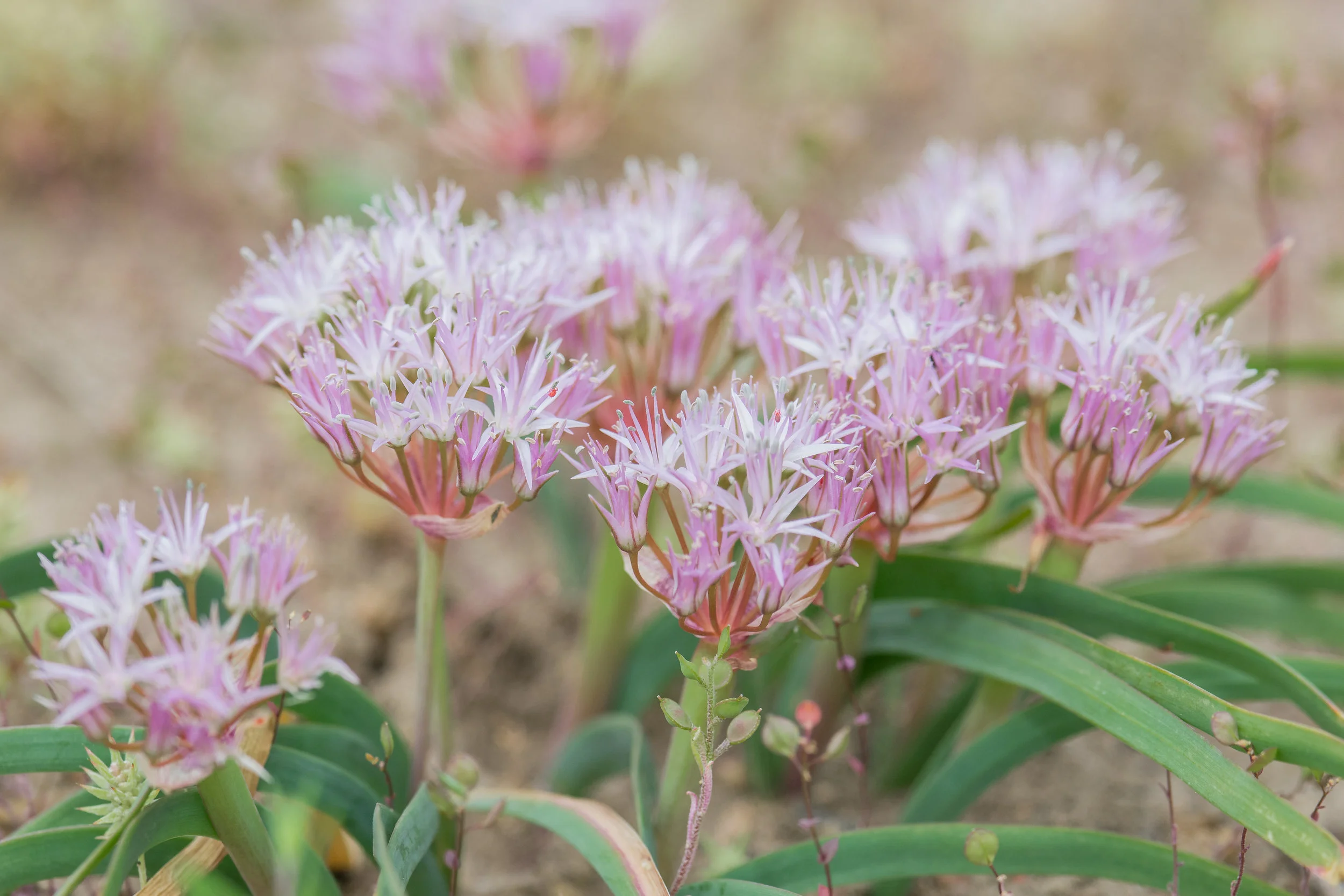 Drummonds Wild Onion (Allium drummondii) Settings: 750 mm (35mm eqiv), 1/1250s, f/5.6, ISO500, +1/3EV