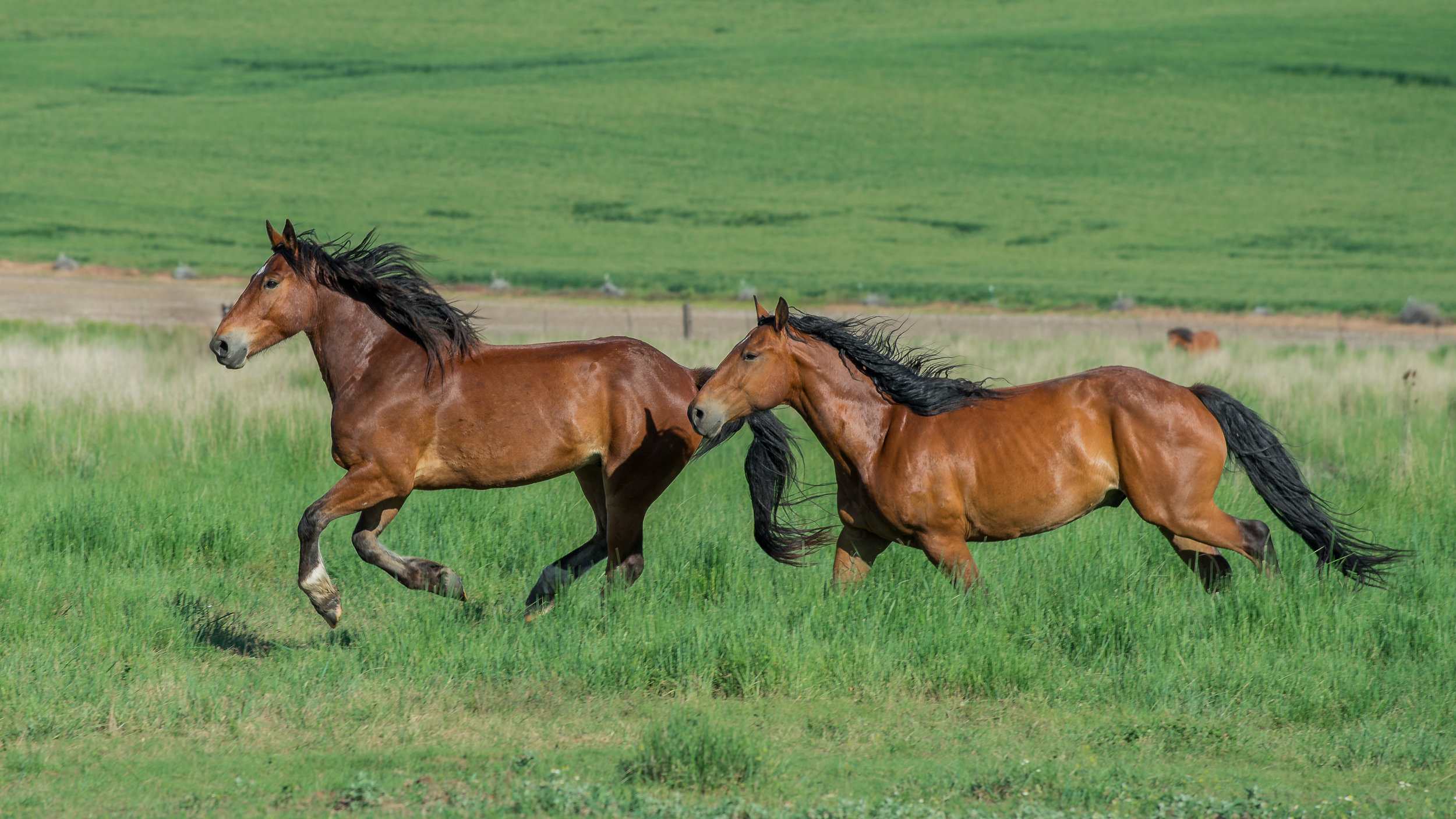 Galloping 89 and 7: Rabbit Hollow, COL (WA) EQ: D800, 70-200mm f/4.0 Taken: 6-5-2017 at 16:47 Settings: 200mm, 1/640s, f/6.3, ISO160, 0EV Conditions: Clear
