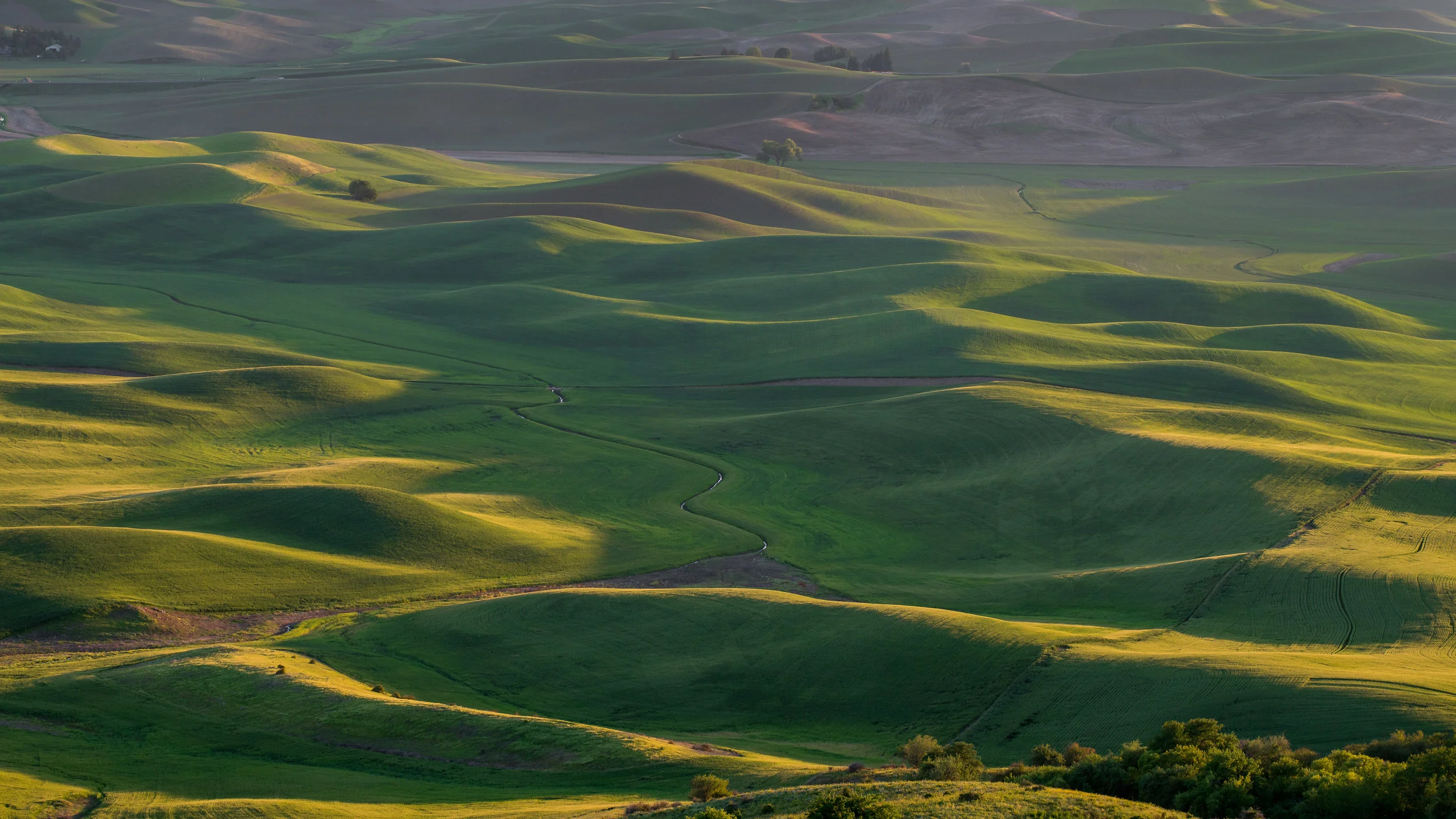 Lone Tree at Sunset: Palouse from Steptoe Butte, WHI (WA) EQ: D800, 70-200mm f/4.0 Taken: 6-5-2017 at 19:17 Settings: 120mm, 1/125s, f/9.0, ISO640, 0EV Conditions: Clear