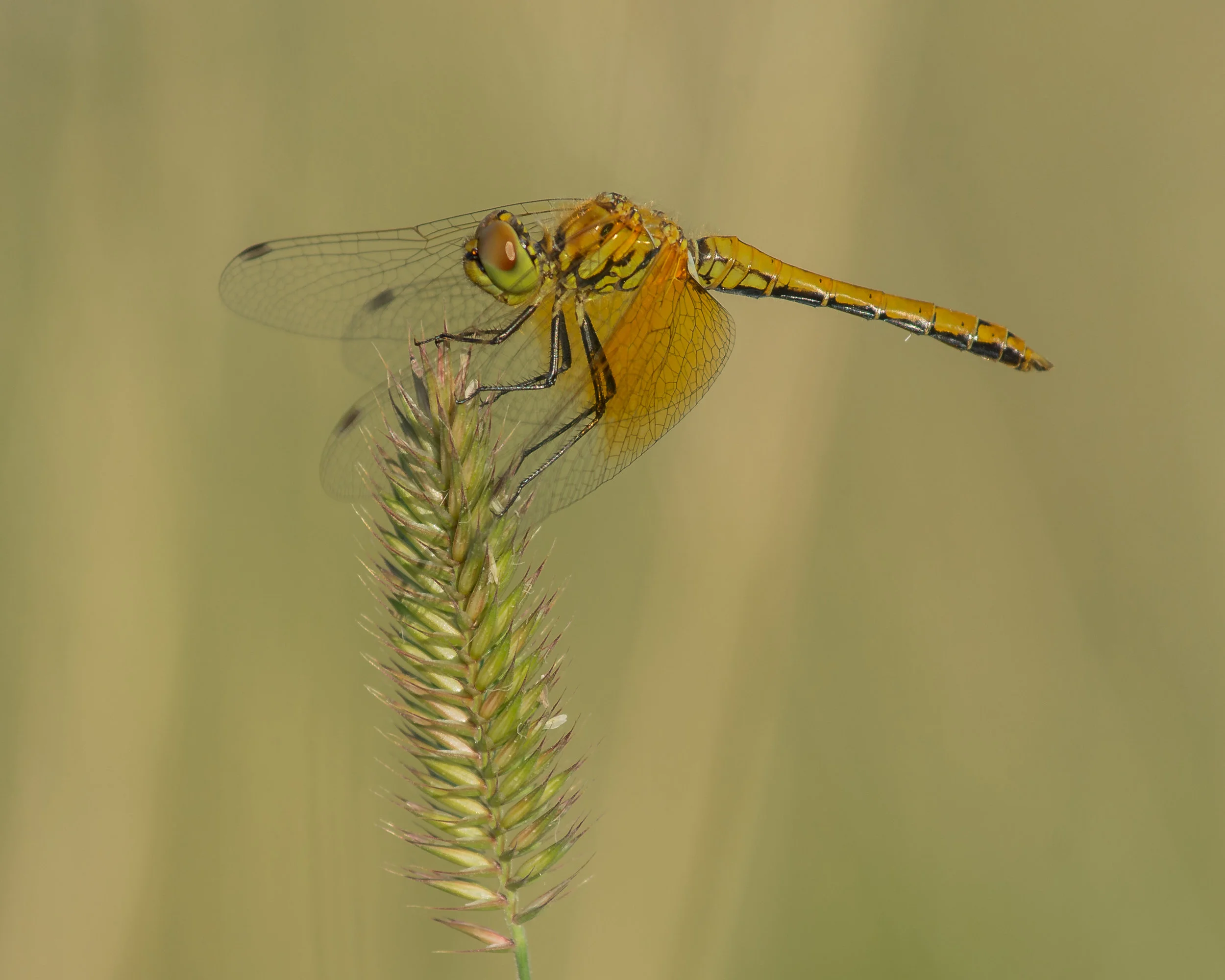 Band-winged Meadowhawk (Sympetrum semicinctum), Ruby Lake NWR, WHI (NV)