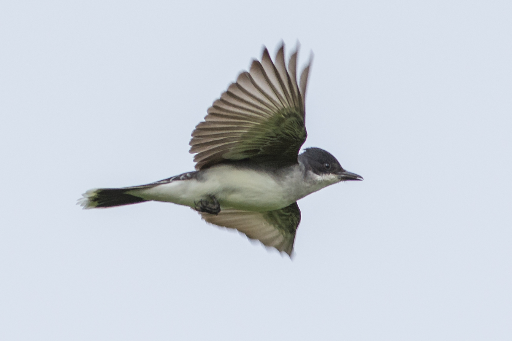 Eastern Kingbird (Tyrannus tyrannus)