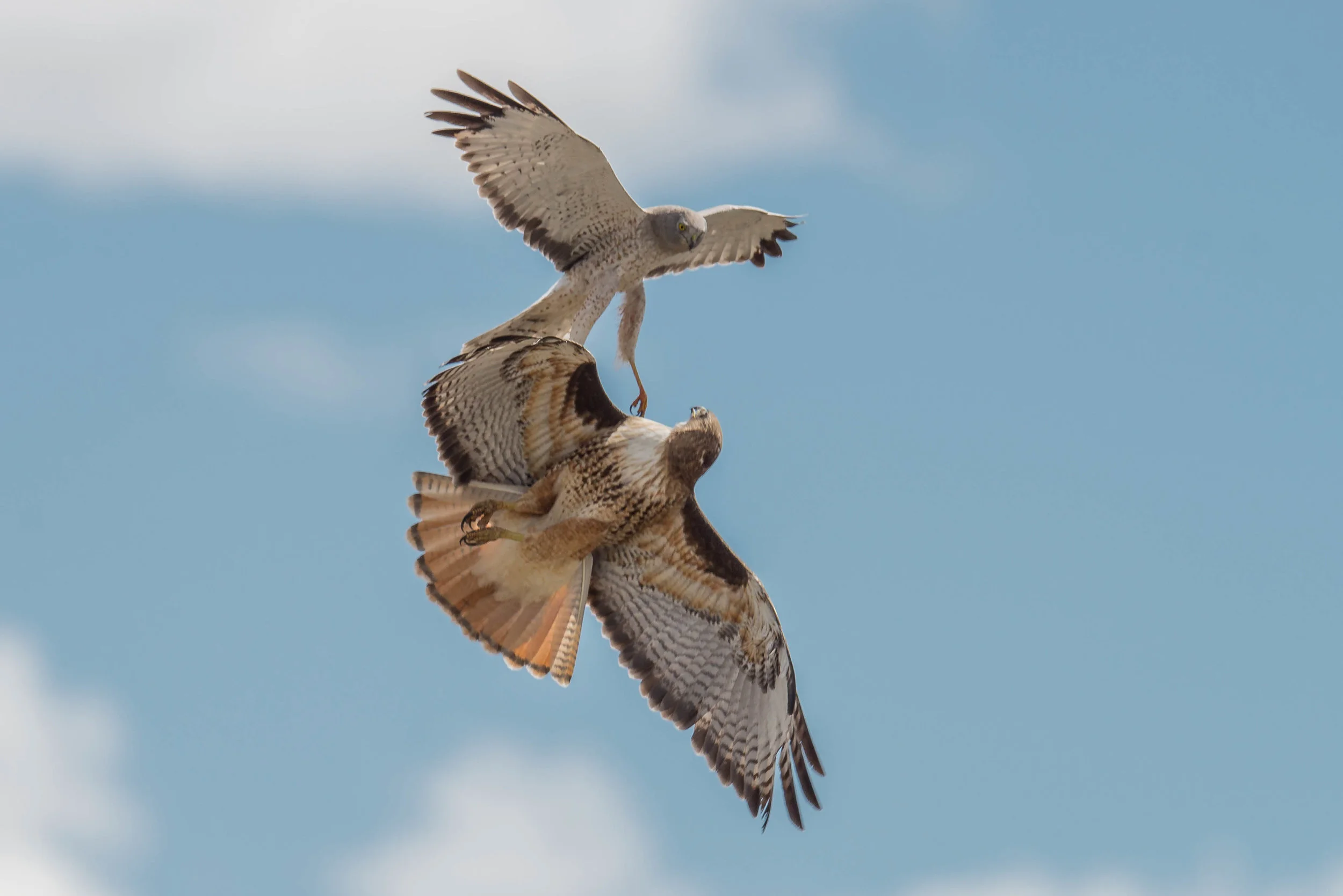 Featured Photo: Battle between Northern Harrier (Circus hudsonius) and Red-tailed Hawk (Buteo jamaicensis) EQ: D800, 500mm f/4 Taken: 5-1-2018 at 14:28 Settings: 500mm, 1/1250s, f/6.3, ISO100, 1/3EV Conditions: sunny with some clouds