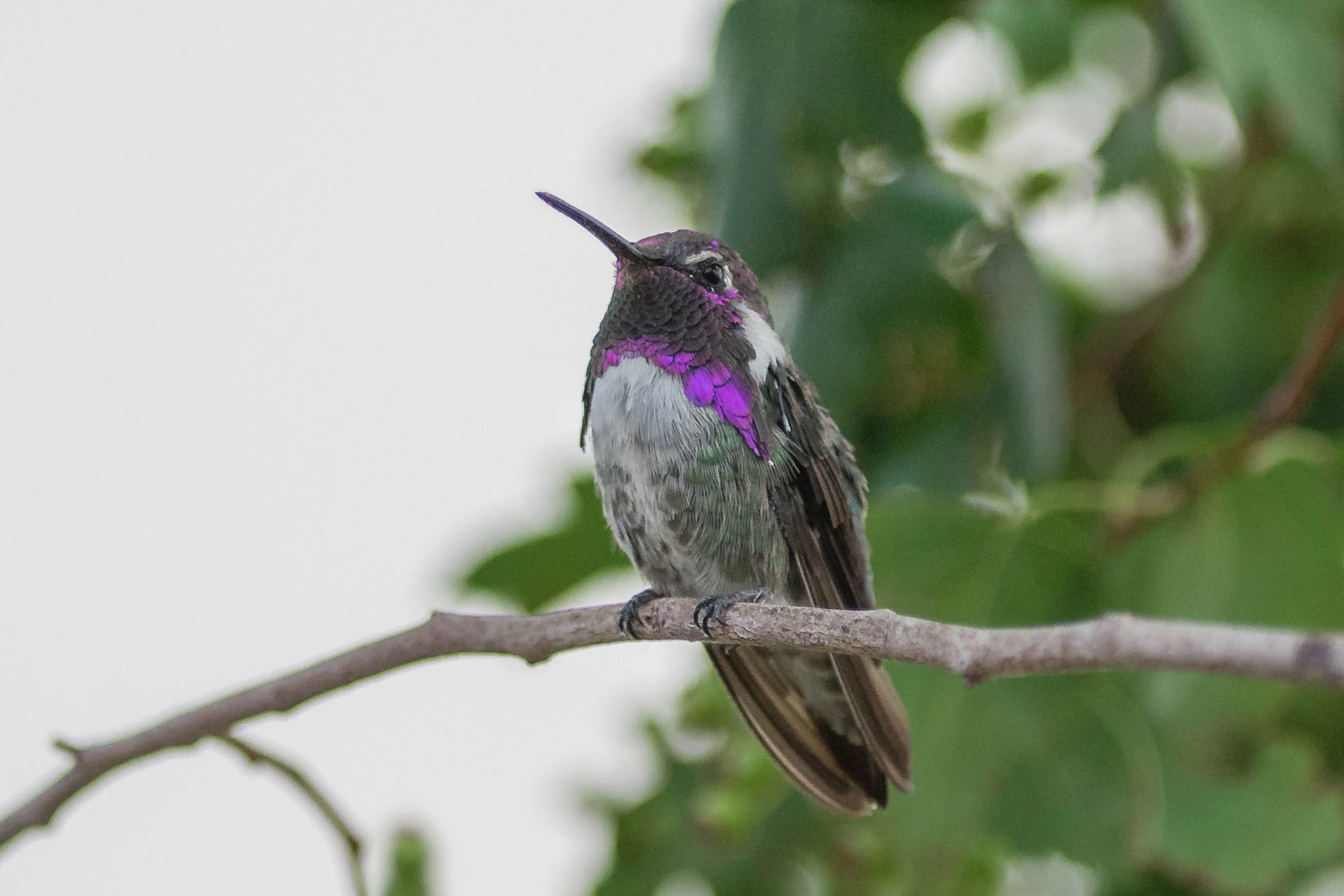 Costa's Hummingbird (Calypte costae) - Yard, WAS (NV) Juy-2018 Last year I had 4 species of hummingbirds coming to my feeders but in 2018 I had 5 with this rare male Costa’s.