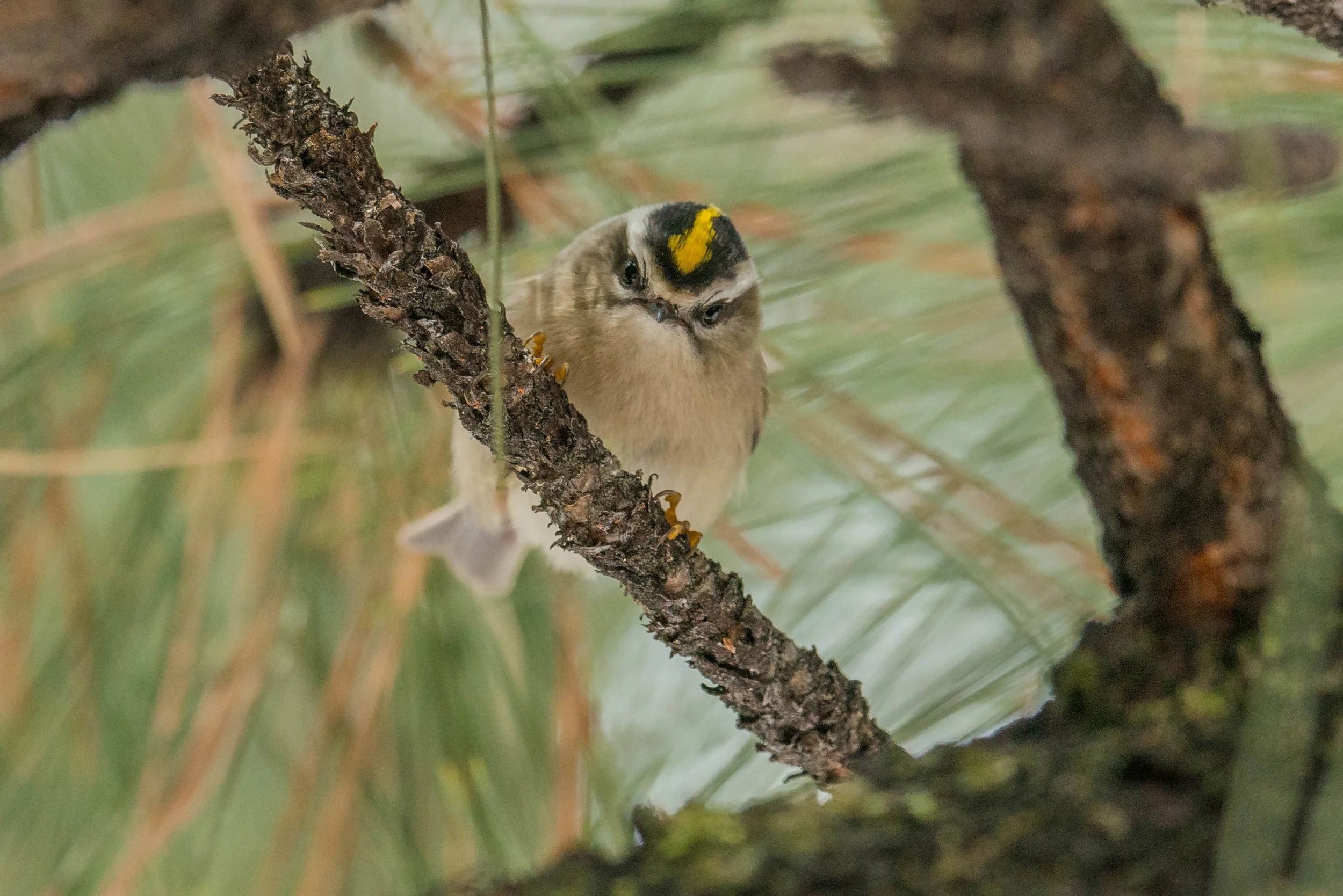 Golden-crowned Kinglet (Regulus satrapa) - Davis Creek RP, WAS (NV) Nov-2018