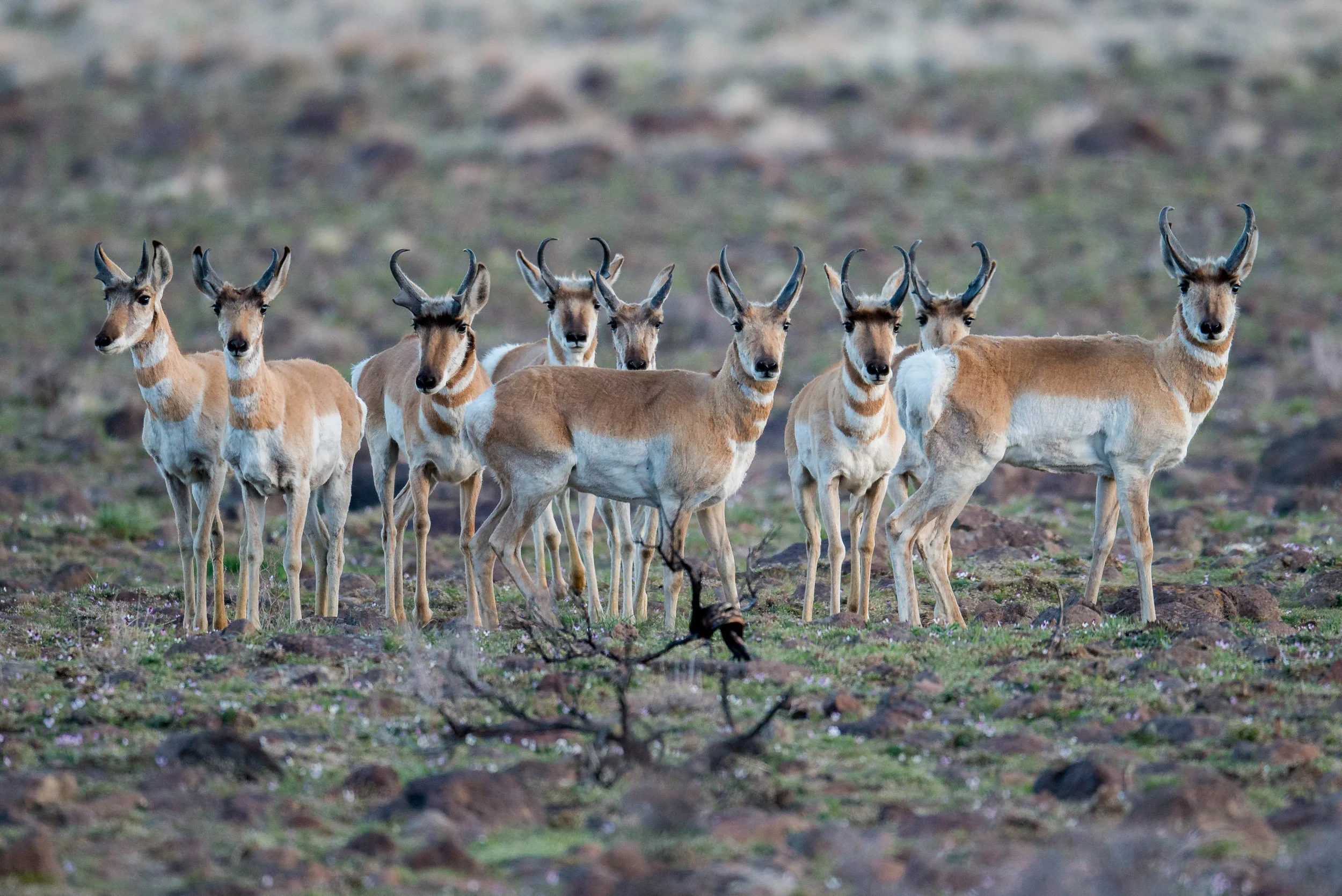 Pronghorn (Antilocapra americana) - Sheep Spring, WAS (NV) Apr-2018 I was out early and this herd of Proghorns were wandering around until there was enough light and then they noticed me. They didn’t stick around and were off.