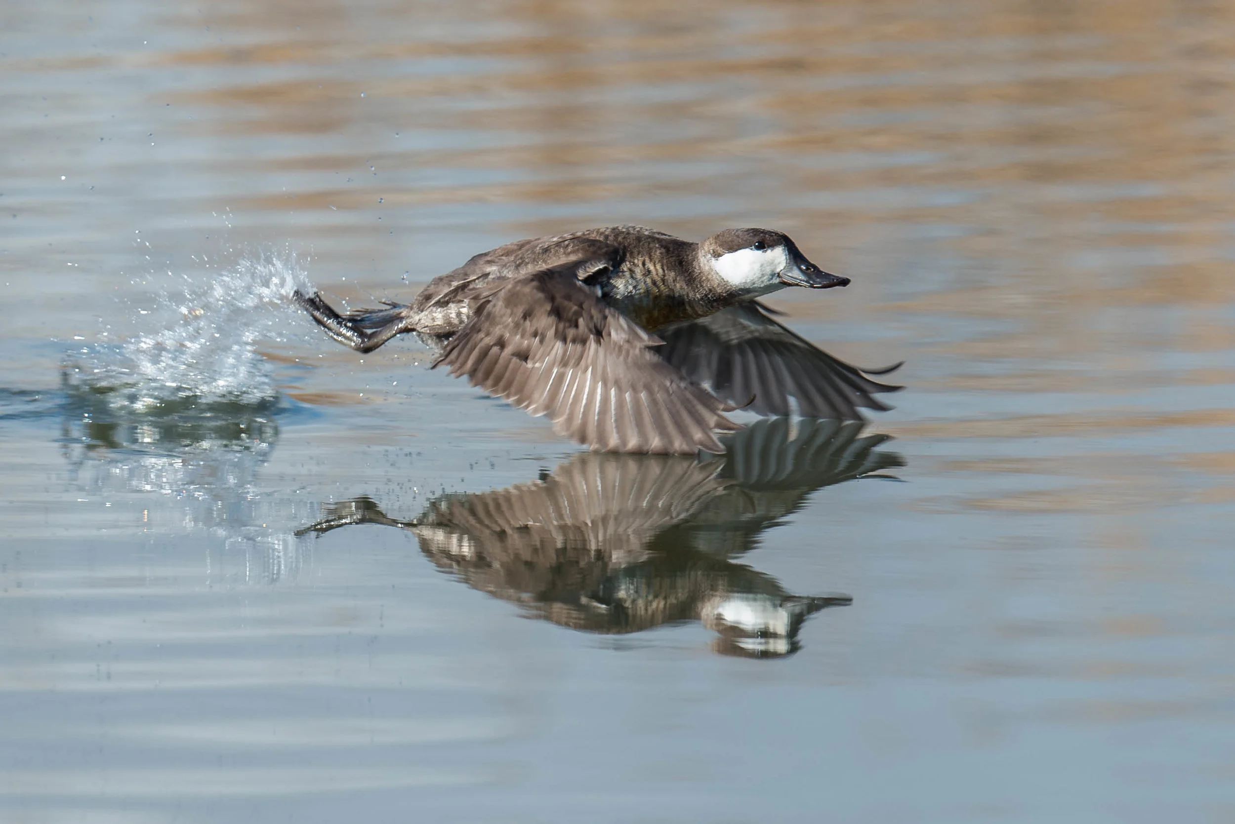 Ruddy Duck (Oxyura jamaicensis) - Boynton Slough, WAS (NV) Jan-2018