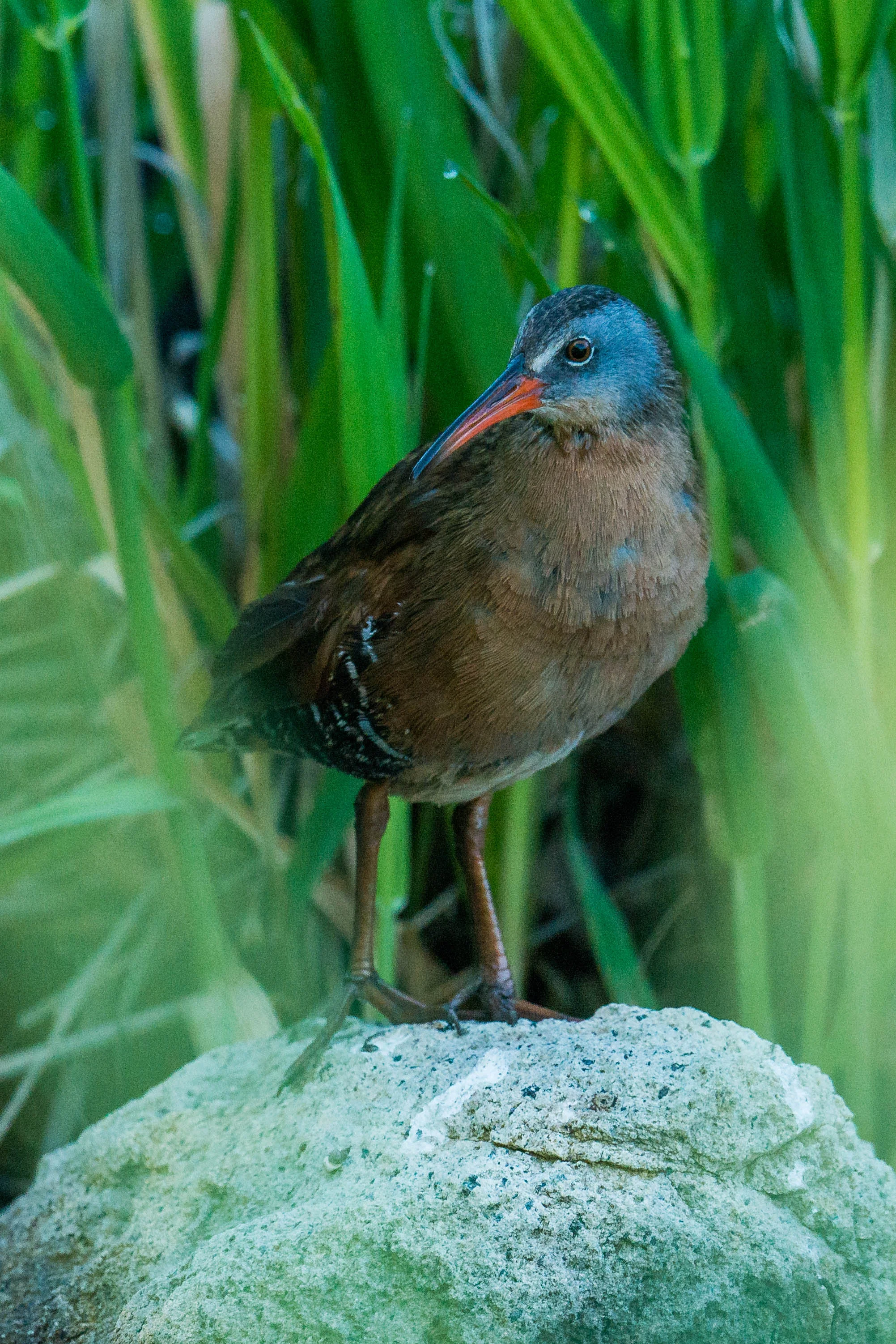 Virginia Rail (Rallus limicola) - Rancho San Rafael, WAS (NV) Jun-2018 A rare sighting of a Rail that gave me only seconds before heading back into the reeds.