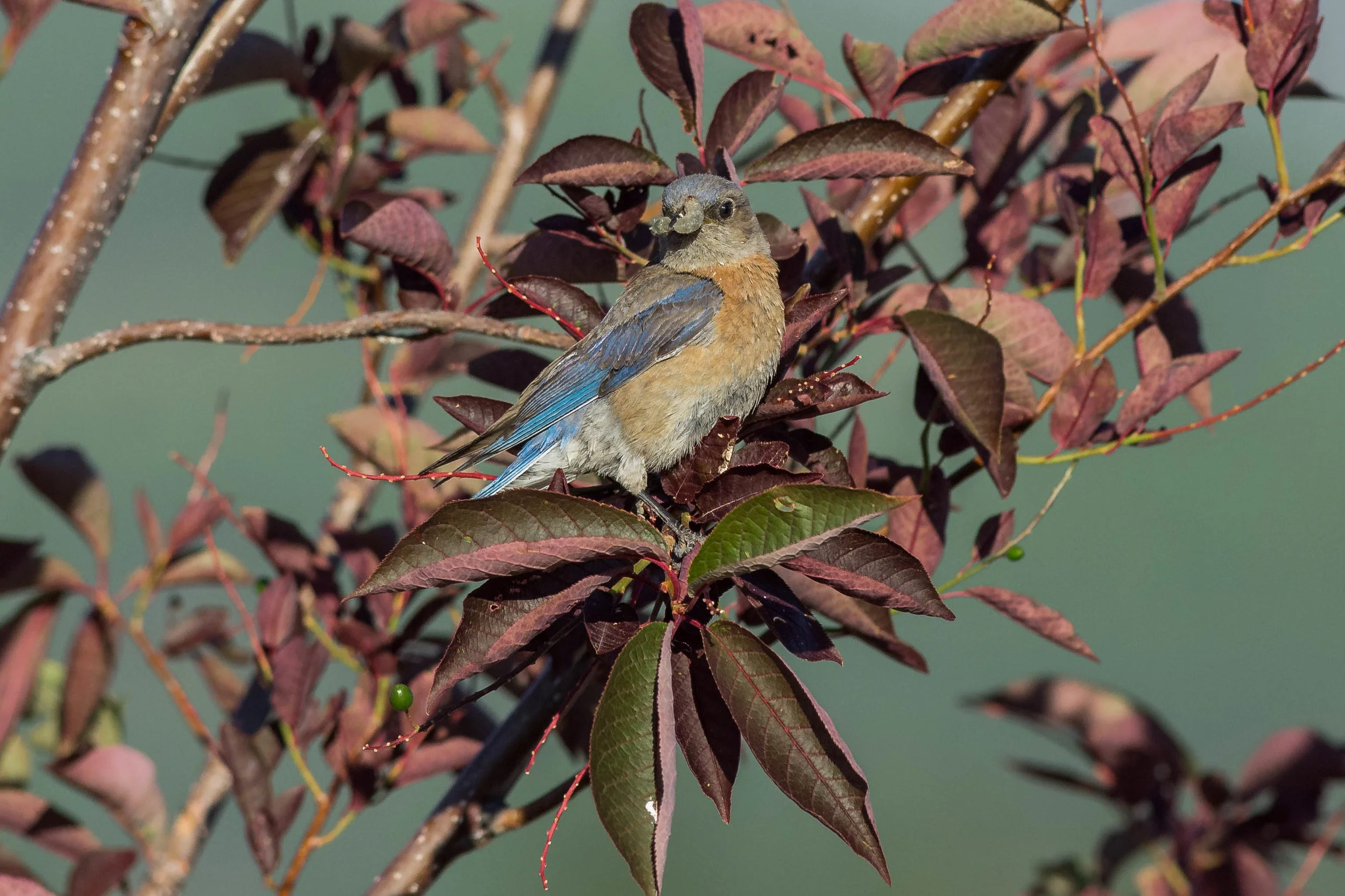 Western Bluebird (Sialia mexicana)