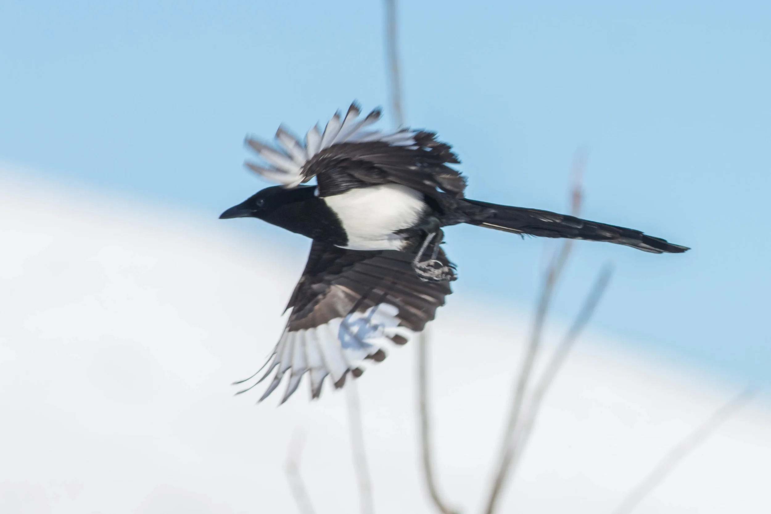 Black-billed Magpie (Pica hudsonia)
