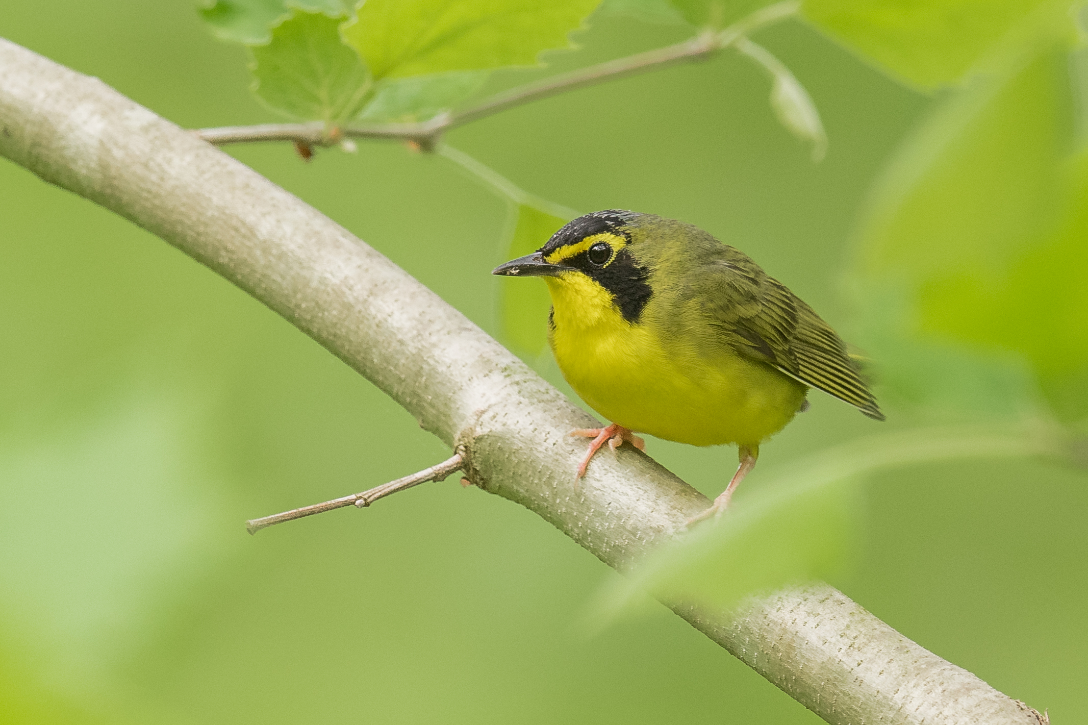 Kentucky Warbler (Geothlypis formosa)