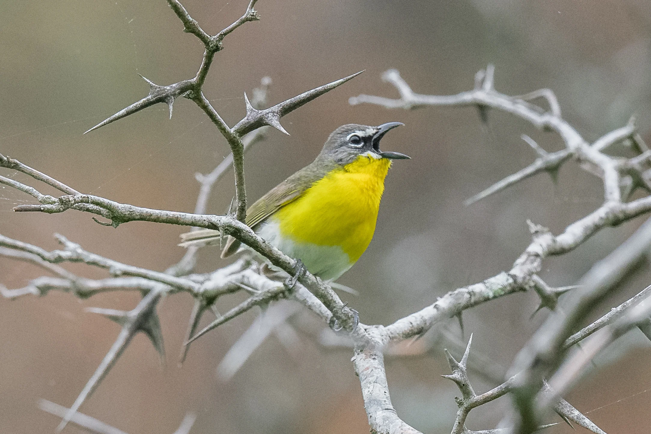 Yellow-breasted Chat (Icteria virens)