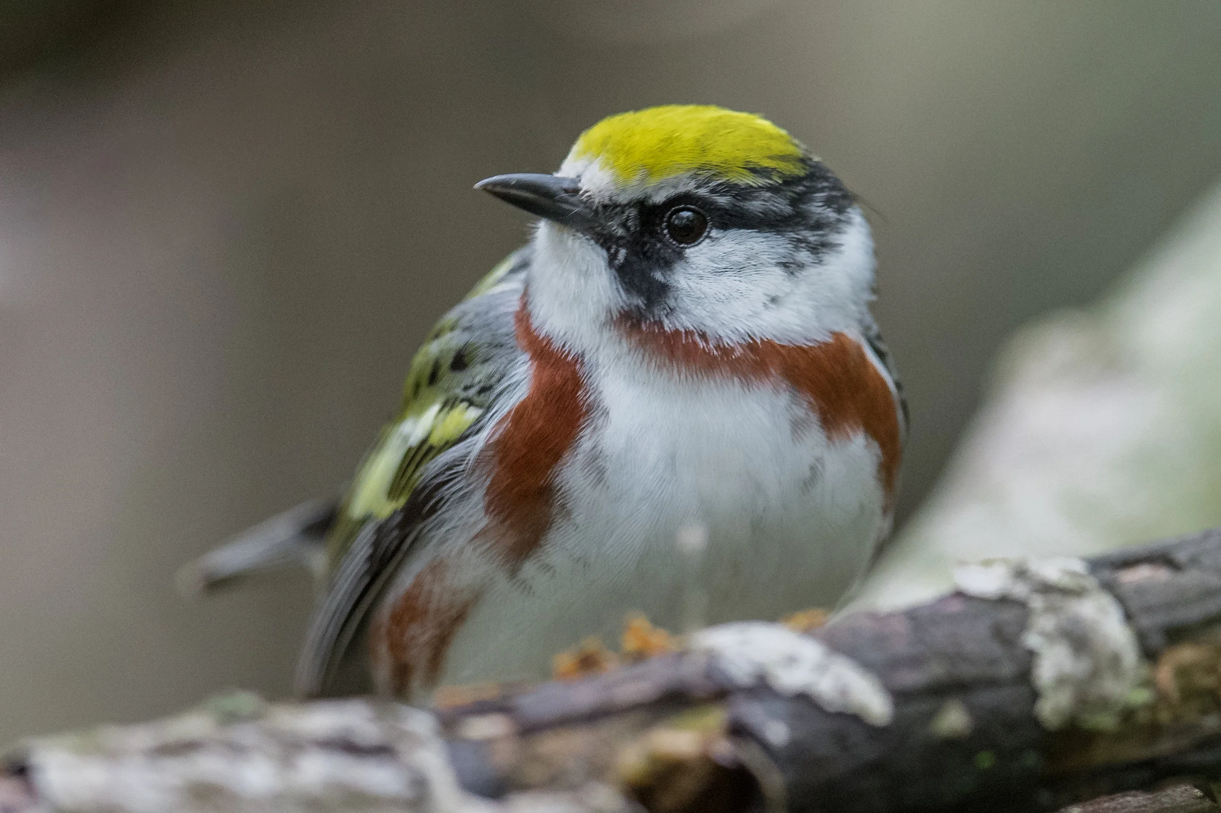 Featured Photo: Chestnut-sided Warbler (Setophaga pensylvanica), Magee Marsh, LUC (OH)EQ: D850, 500mm f/4 Taken: 5-13-2019 at 14:35Settings: 500mm (35mm eqv), 1/800s, f/4.5, ISO1100, 1/3EV Conditions: overcast
