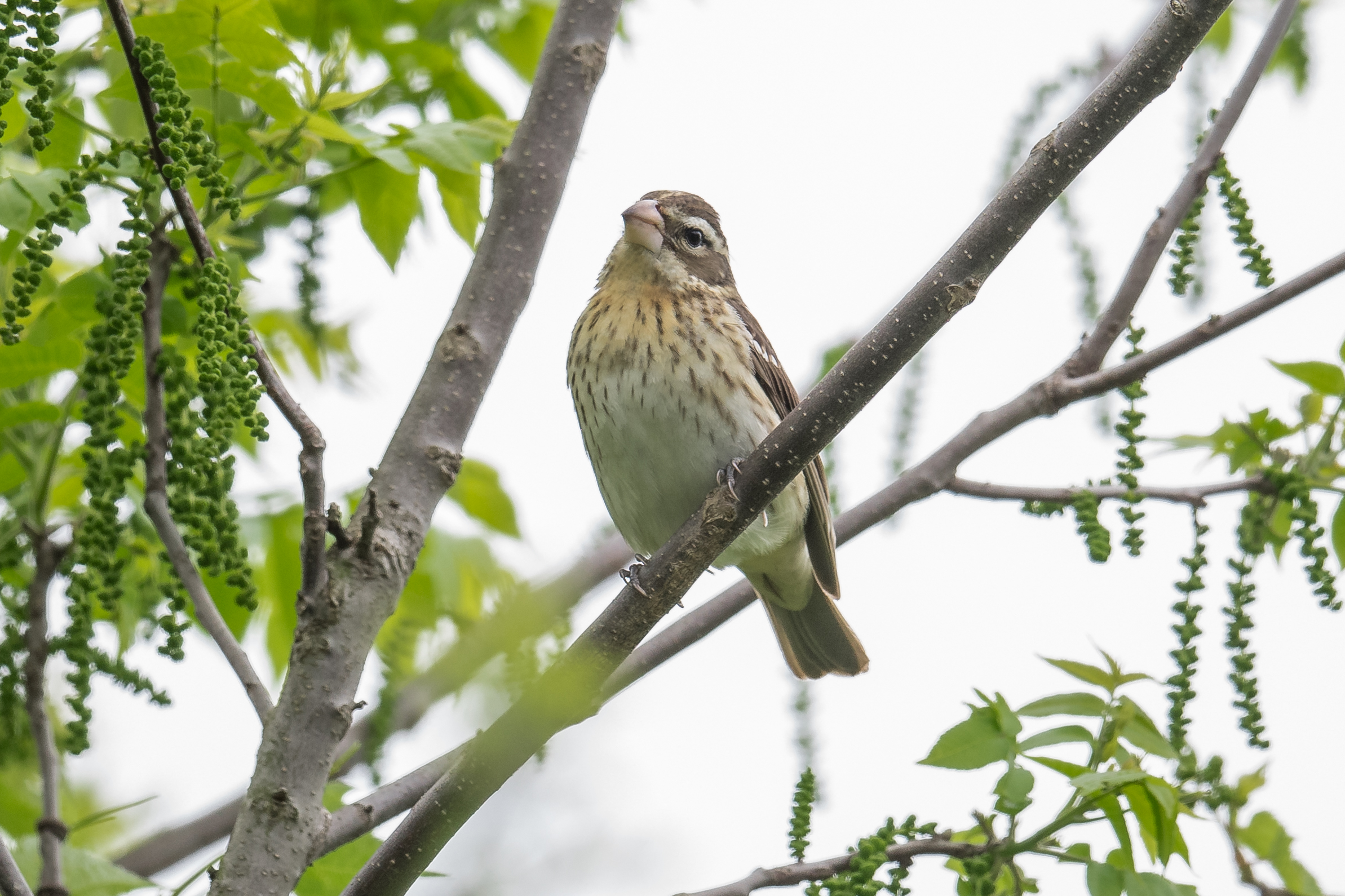 Rose-breasted Grosbeak (Pheucticus ludovicianus): Delaware Wildlife Area, DEL (OH)