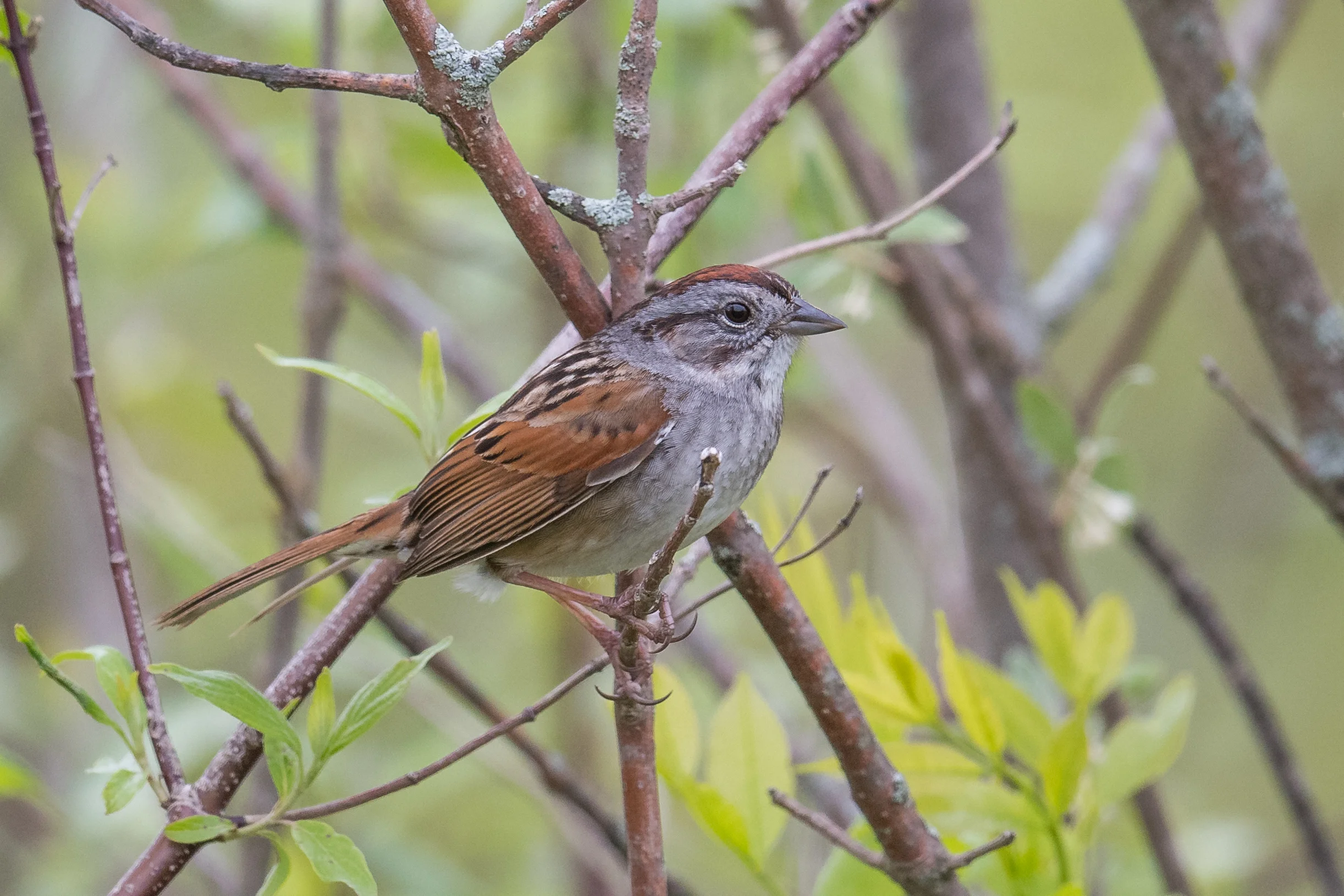 Swamp Sparrow (Melospiza georgiana): Delaware Wildlife Area, DEL (OH)
