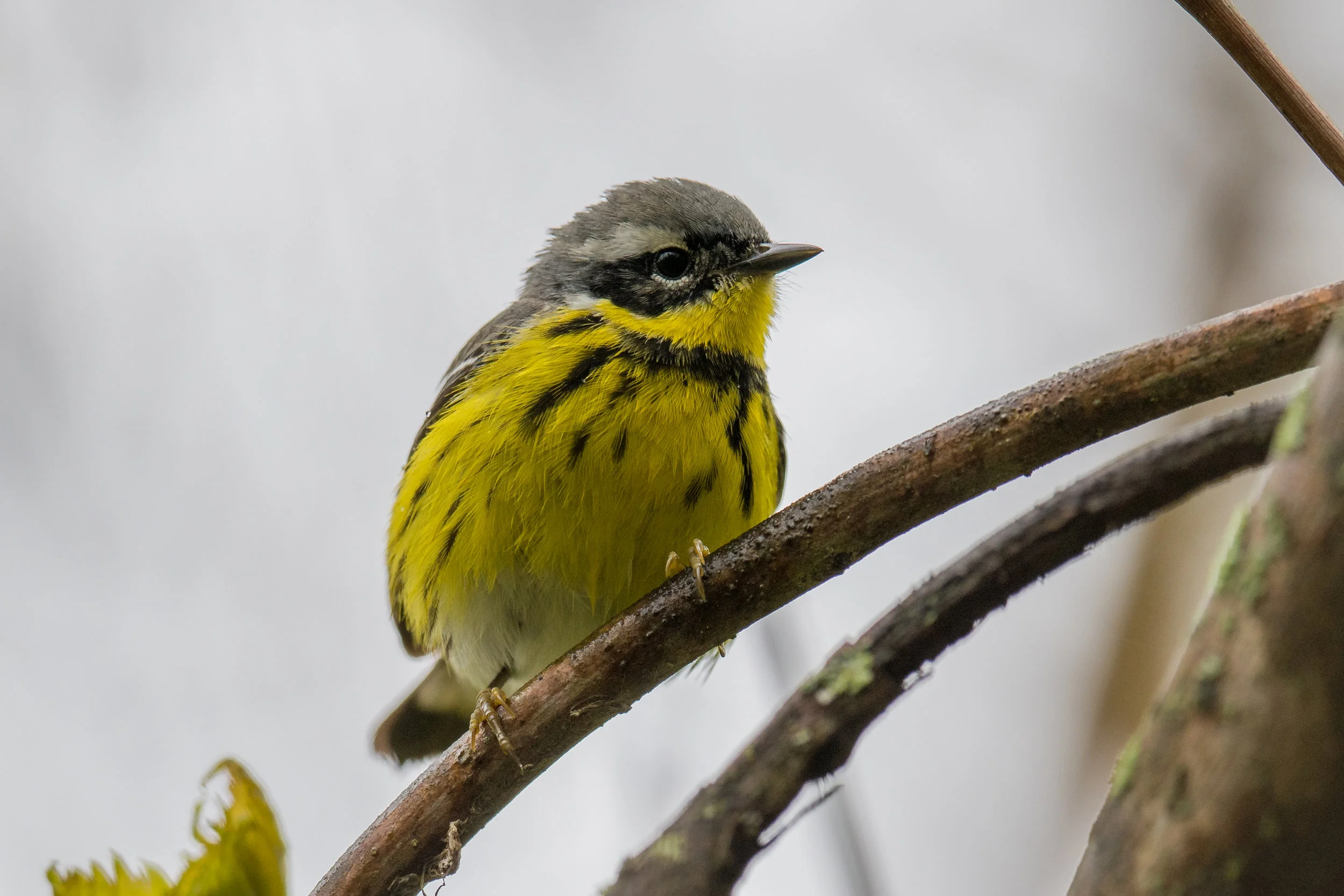 Magnolia Warbler (Setophaga magnolia): Magee Marsh, LUC (OH)
