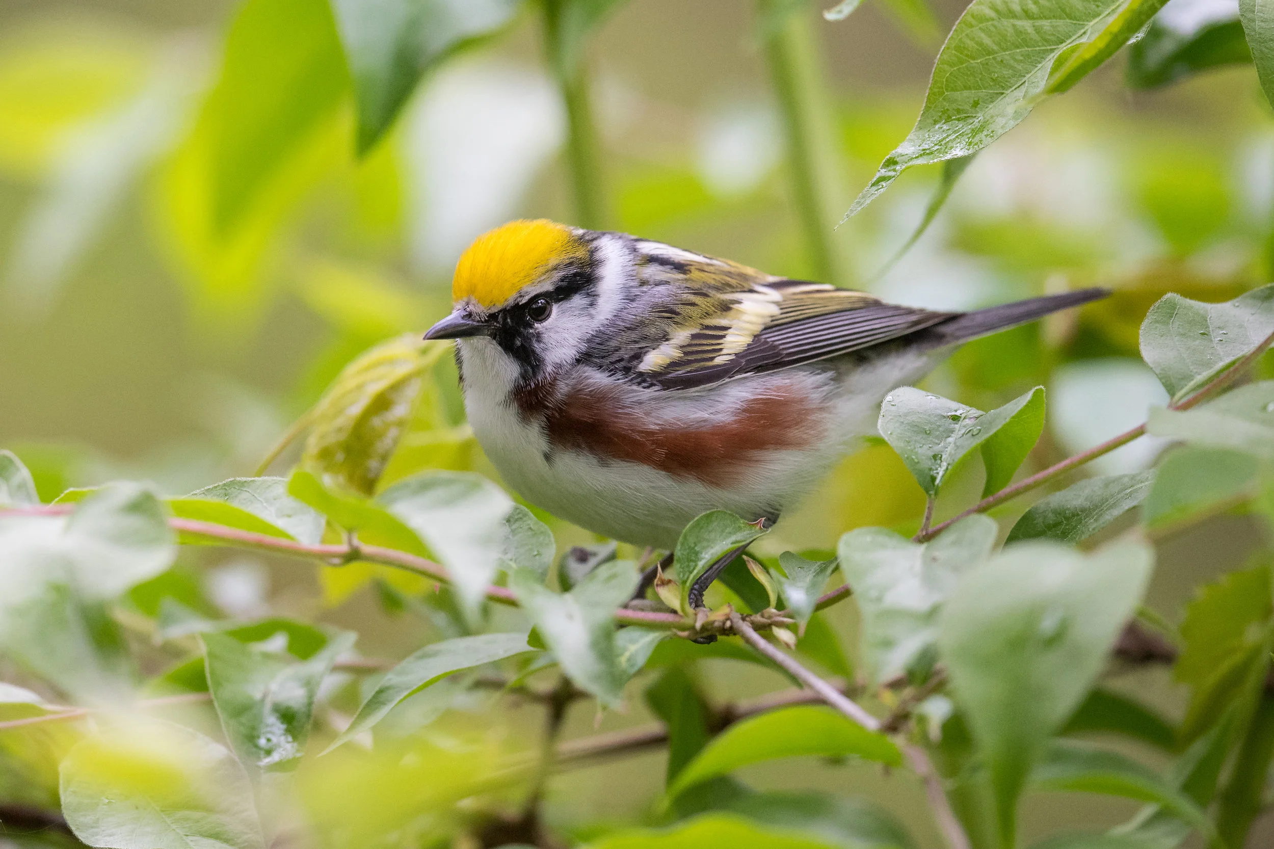 Chestnut-sided Warbler (Setophaga pensylvanica): Magee Marsh, LUC (OH)