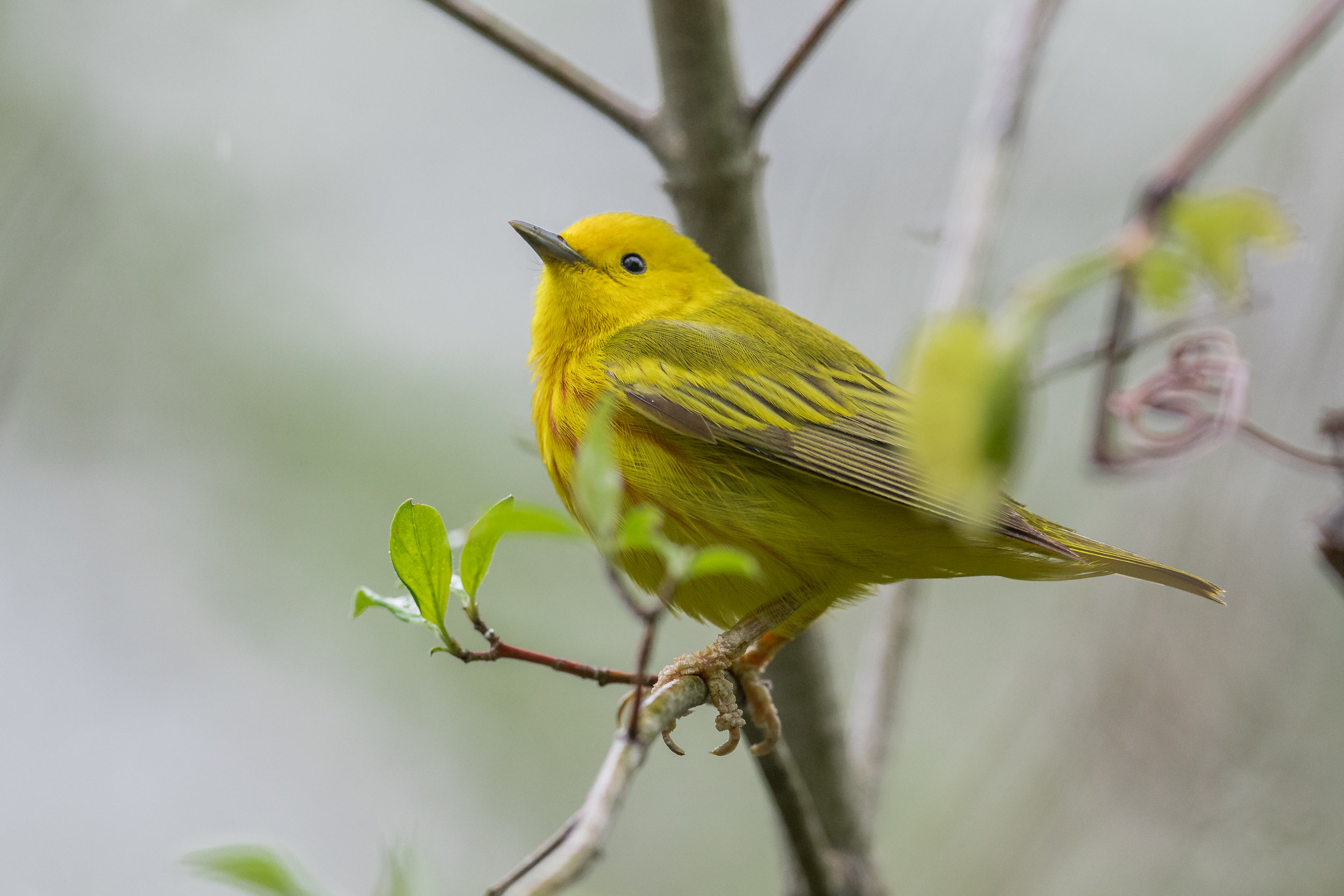 Yellow Warbler (Setophaga petechia): Magee Marsh, LUC (OH)