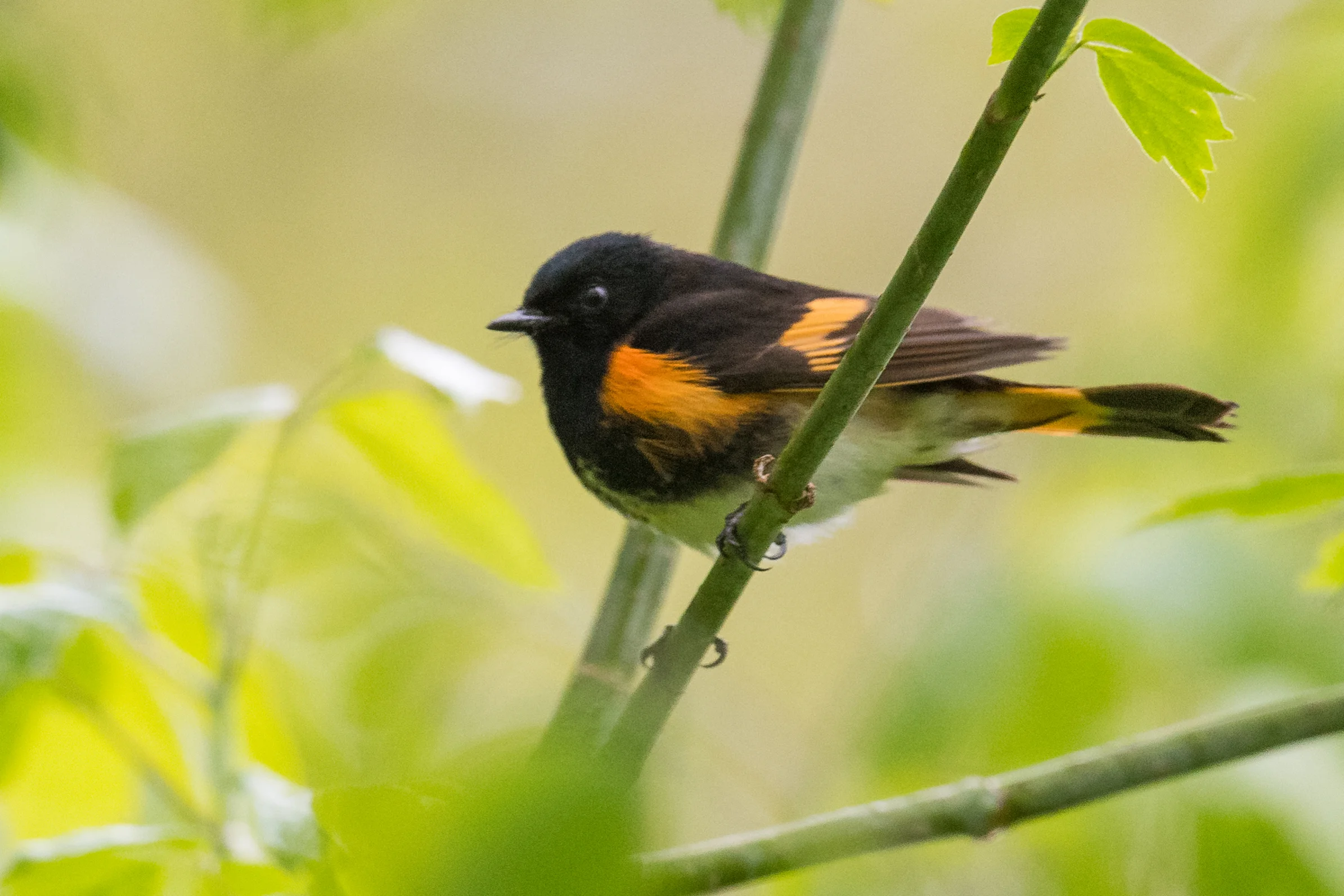 American Redstart (Setophaga ruticilla): Magee Marsh, LUC (OH)