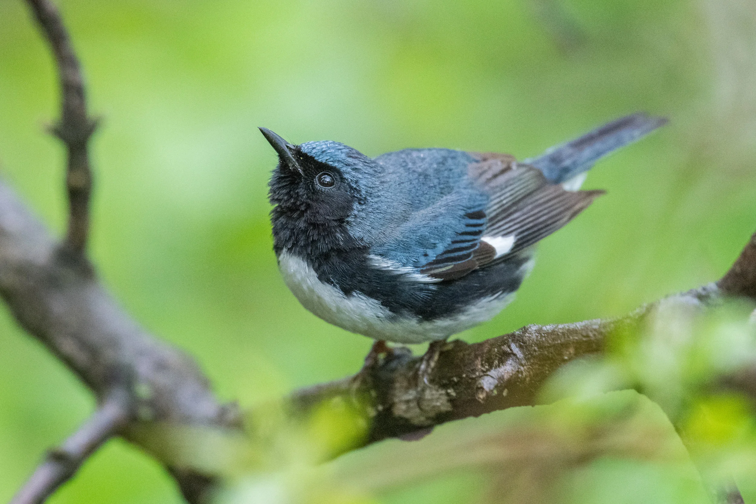 Black-throated Blue Warbler (Setophaga caerulescens): Magee Marsh, LUC (OH)