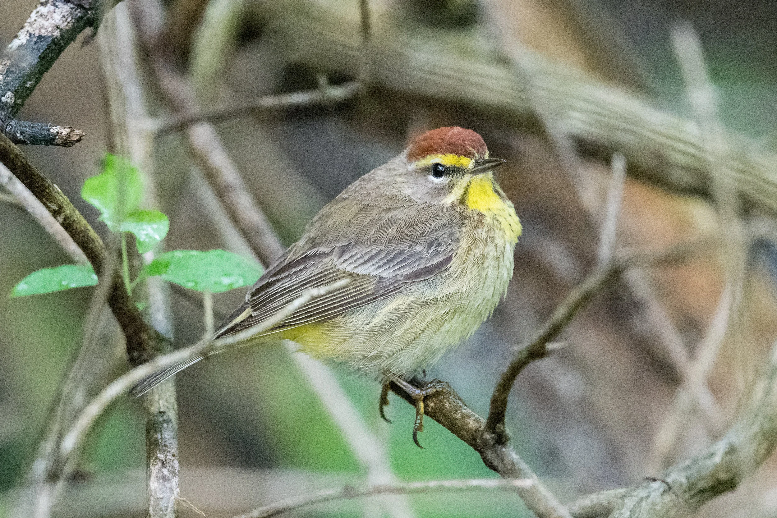 Palm Warbler (Setophaga palmarum): Magee Marsh, LUC (OH)