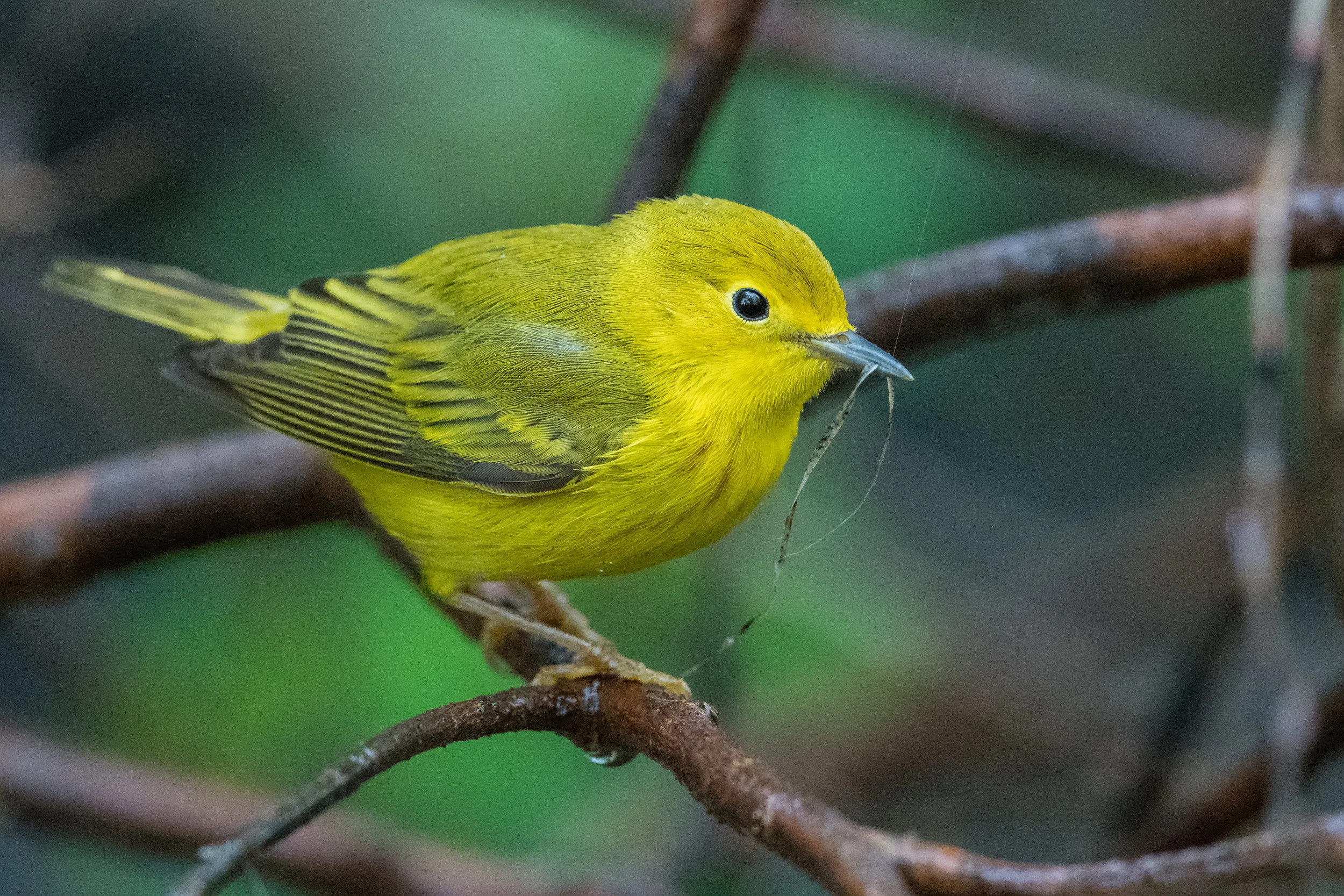 Yellow Warbler (Setophaga petechia): Magee Marsh, LUC (OH)
