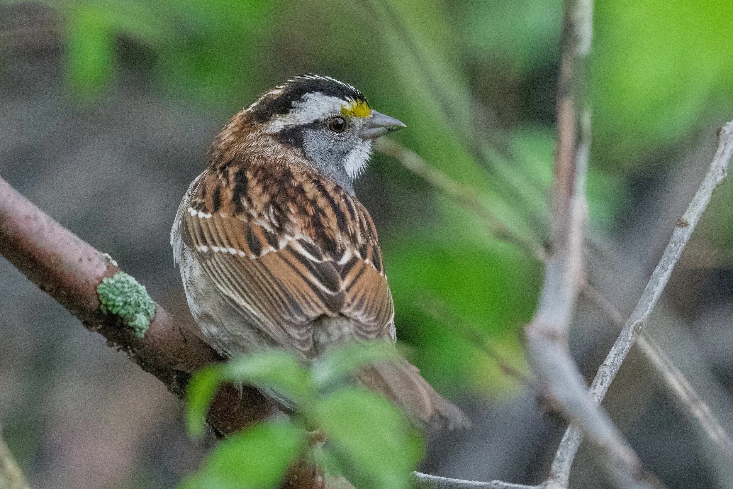 White-throated Sparrow (Zonotrichia albicollis): Magee Marsh, LUC (OH)