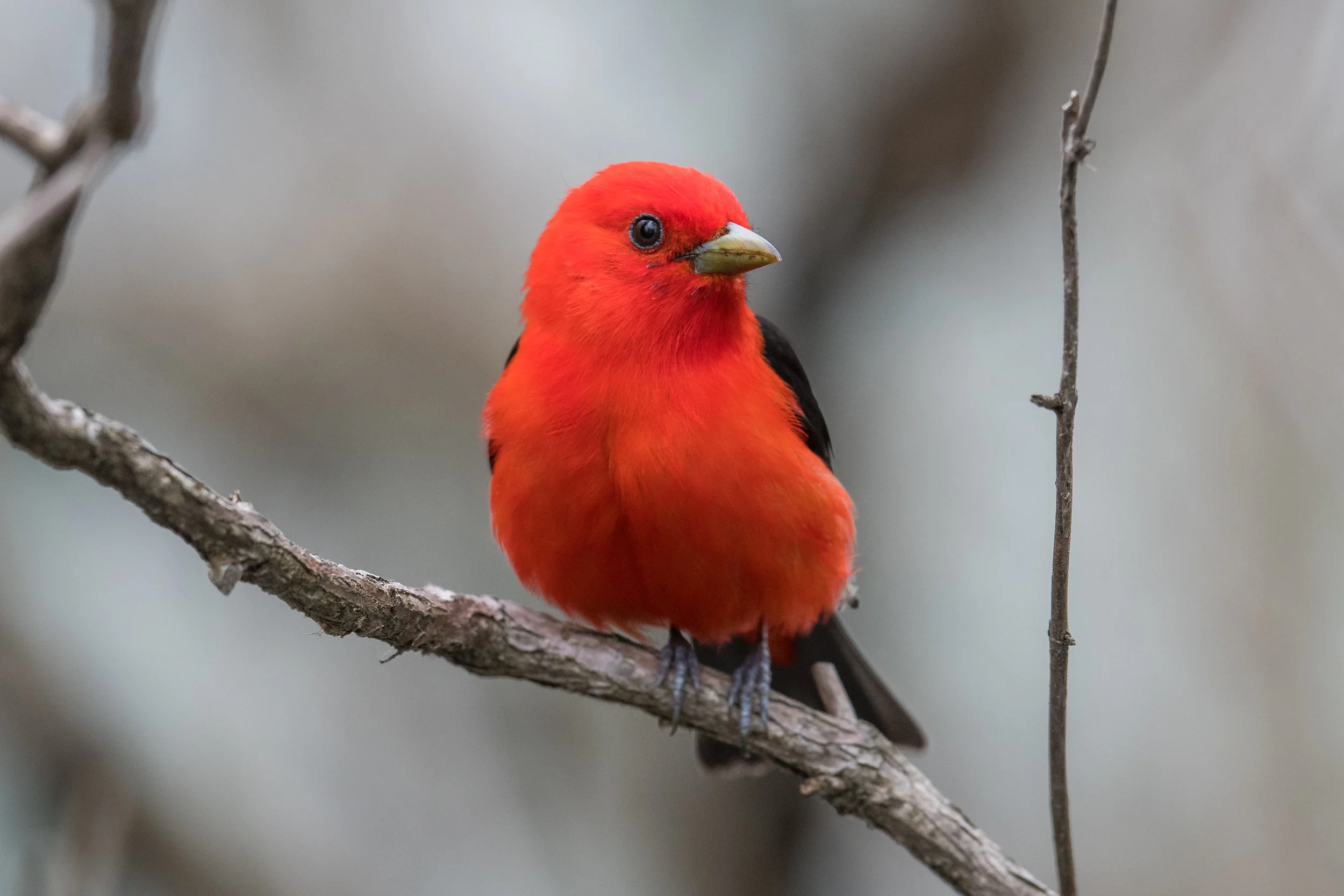 Scarlet Tanager (Piranga olivacea): Magee Marsh, LUC (OH)