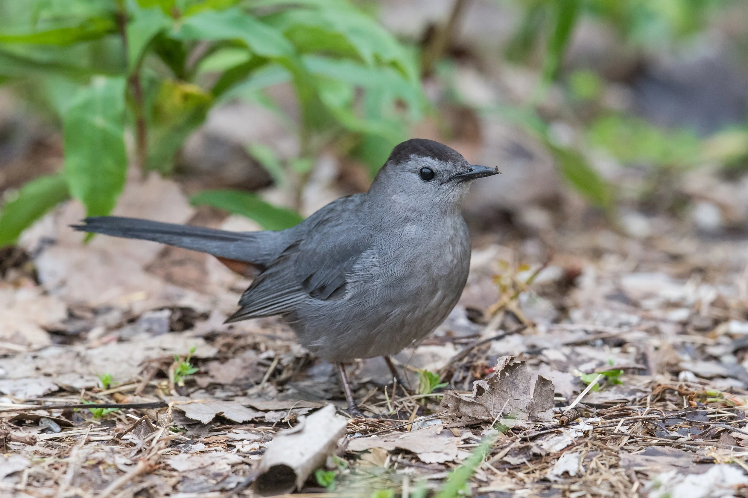 Gray Catbird (Dumetella carolinensis): Magee Marsh, LUC (OH)