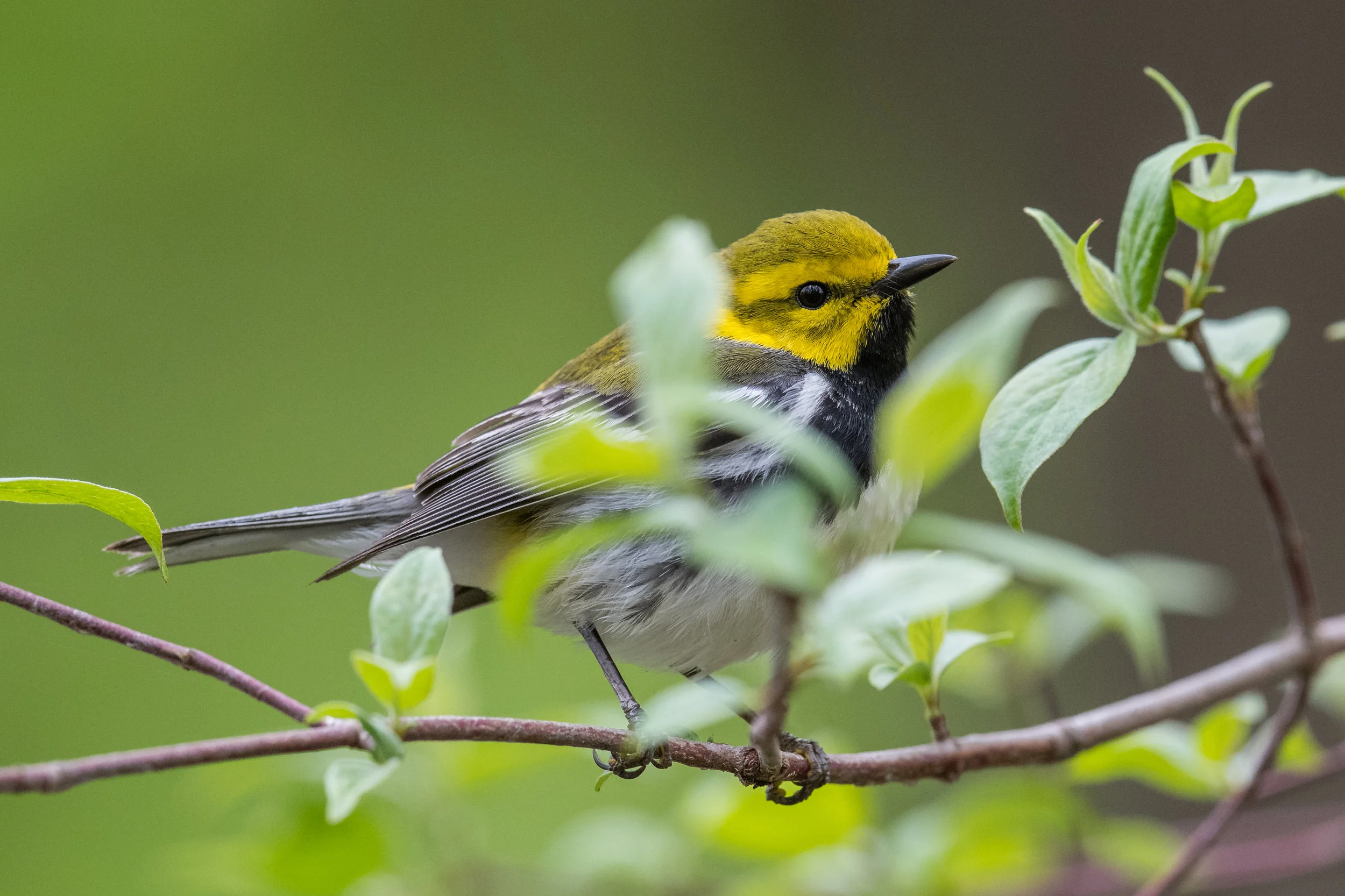 Black-throated Green Warbler (Setophaga virens): Magee Marsh, LUC (OH)