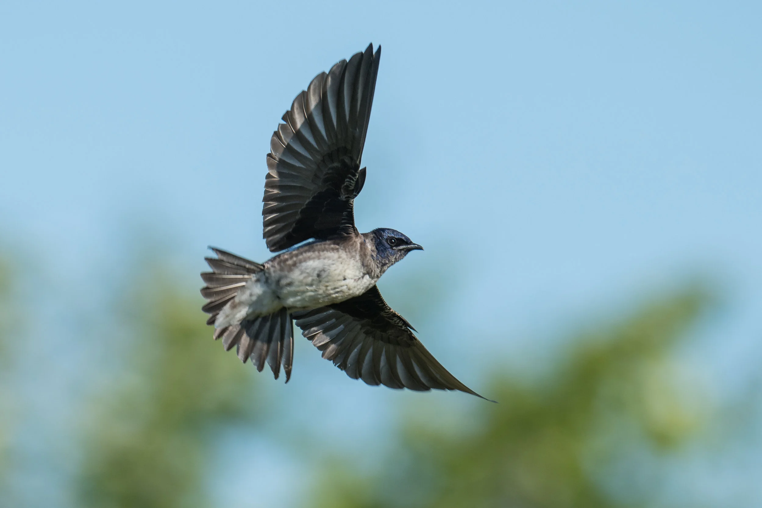 Purple Martin (Progne subis): Magee Marsh, LUC (OH)