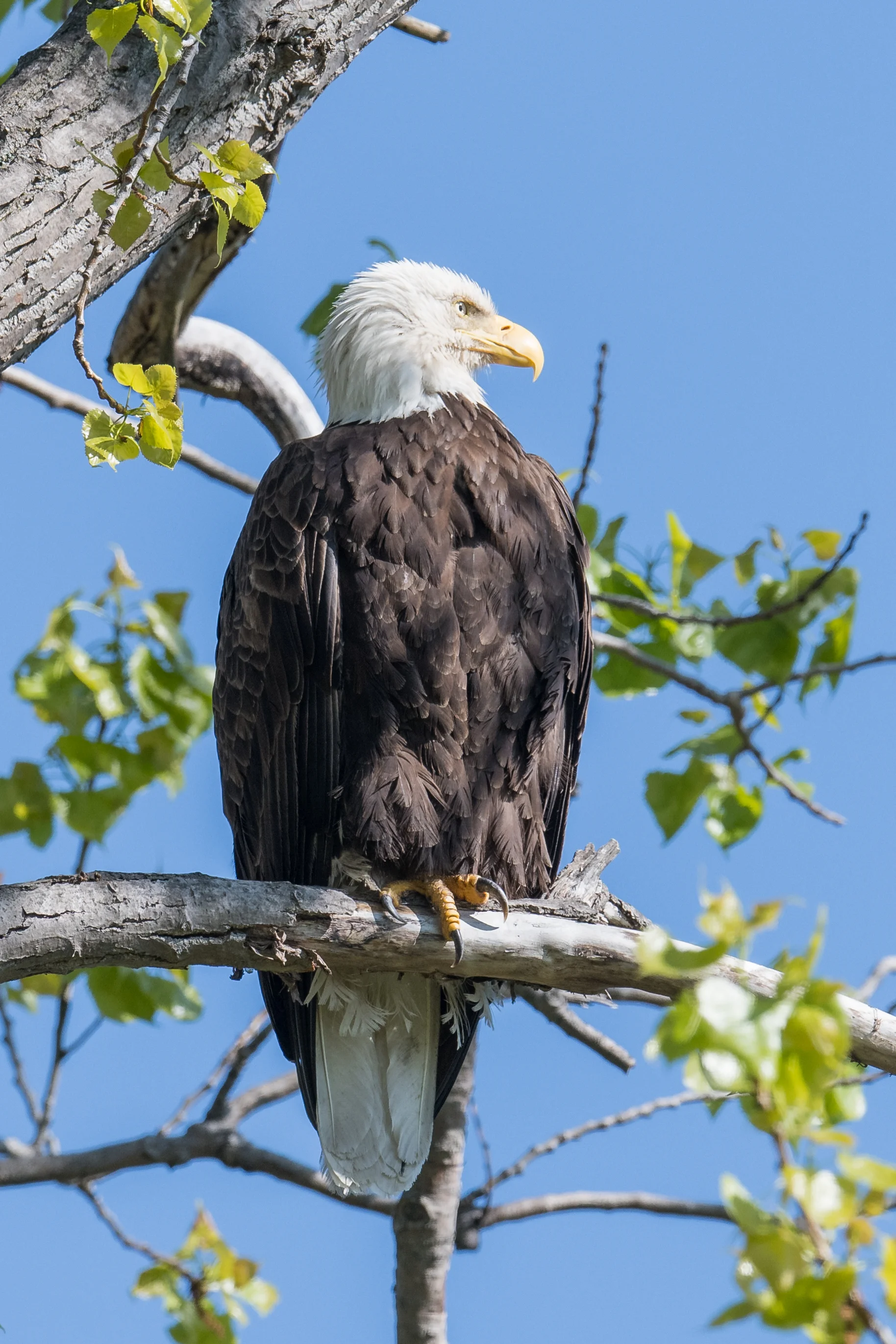 Bald Eagle (Haliaeetus leucocephalus): Magee Marsh, LUC (OH)