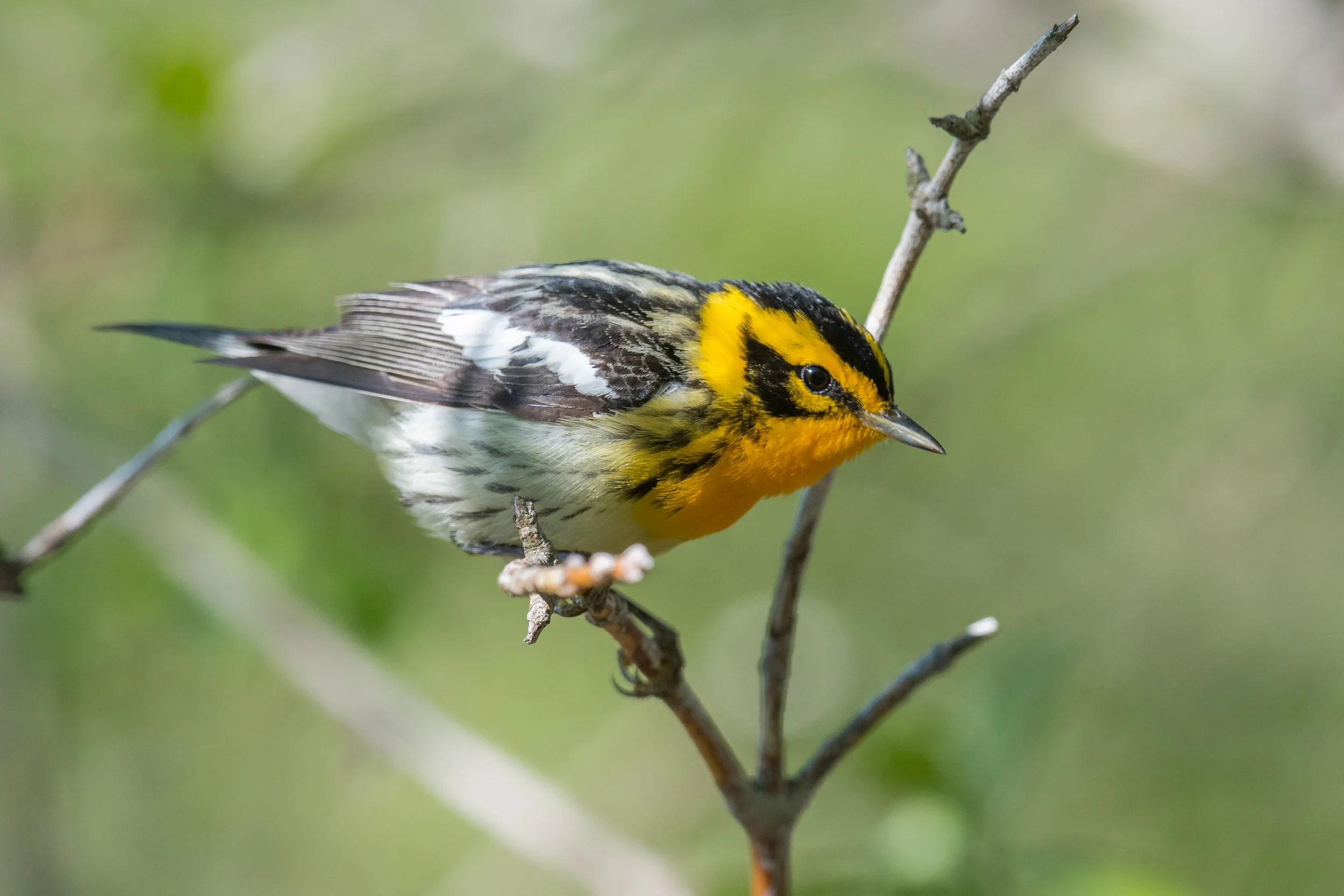 Blackburnian Warbler (Setophaga fusca): Magee Marsh, LUC (OH)