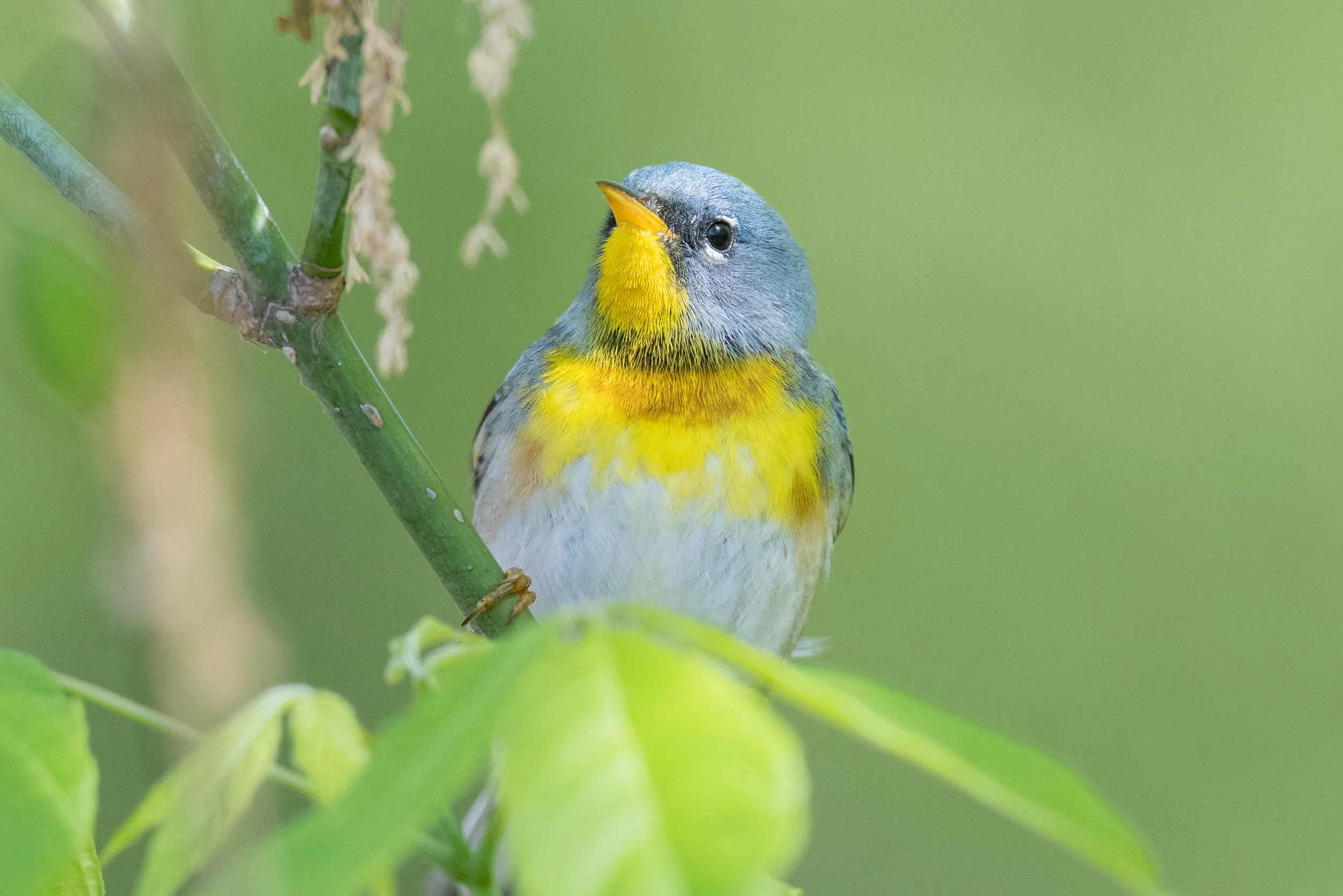 Northern Parula (Setophaga americana): Magee Marsh, LUC (OH)