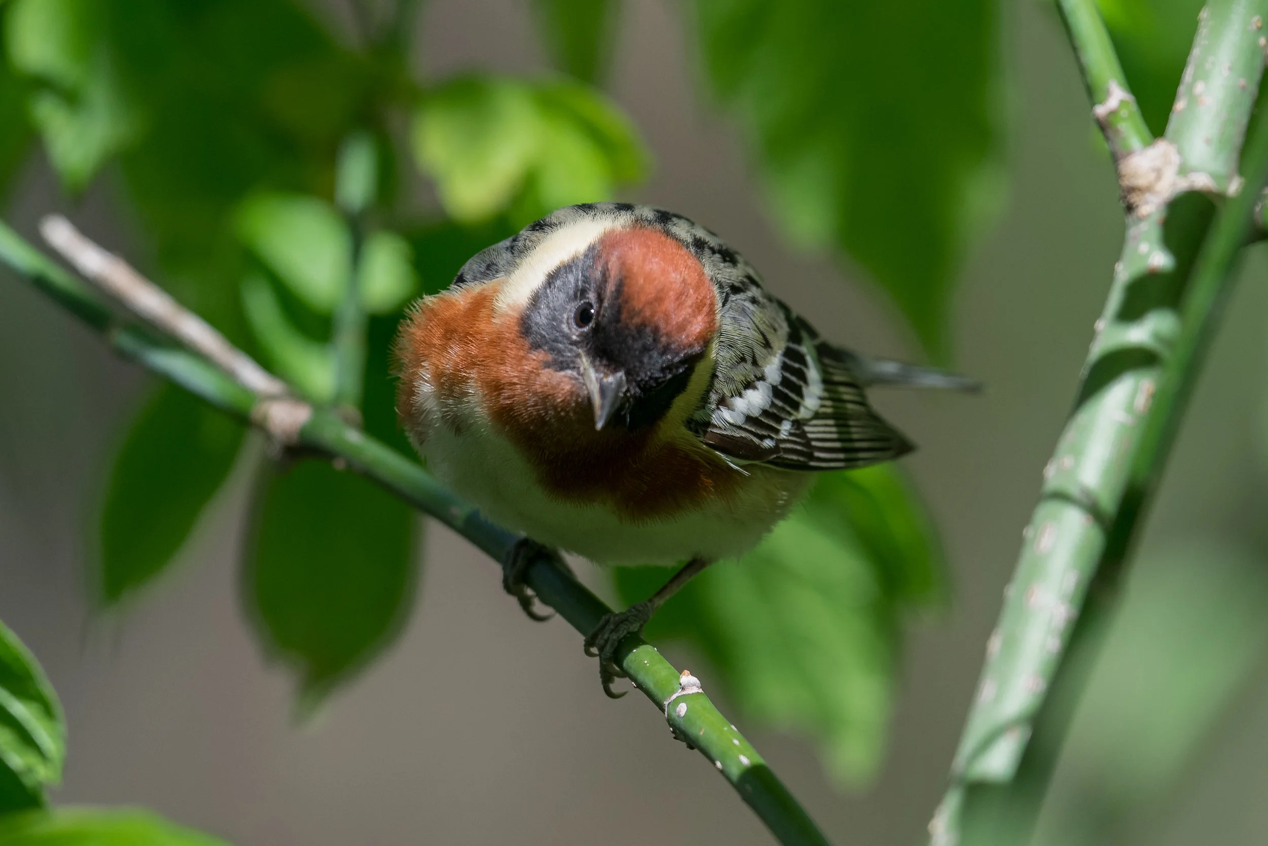 Bay-breasted Warbler (Setophaga castanea): Magee Marsh, LUC (OH)