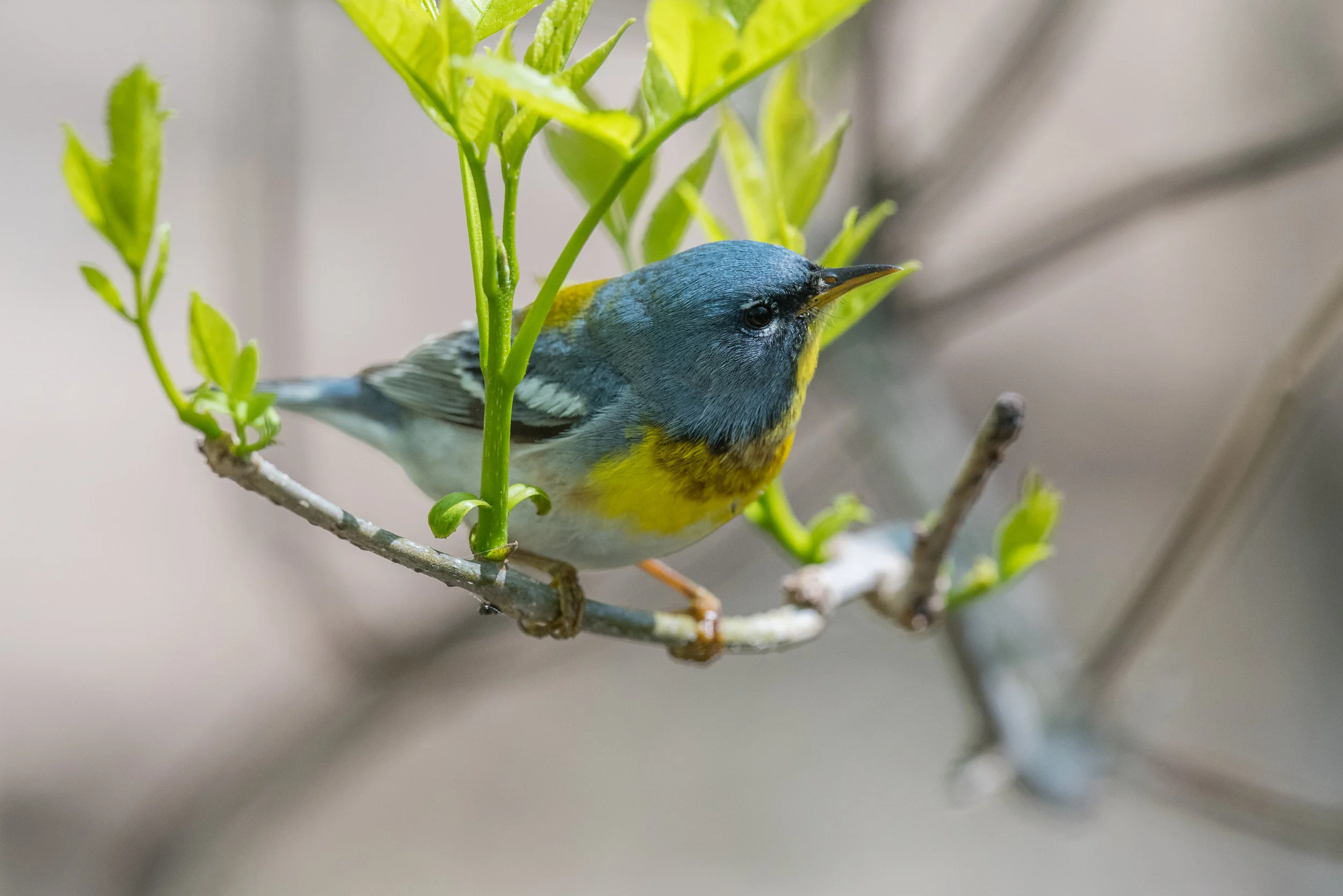 Northern Parula (Setophaga americana): Magee Marsh, LUC (OH)
