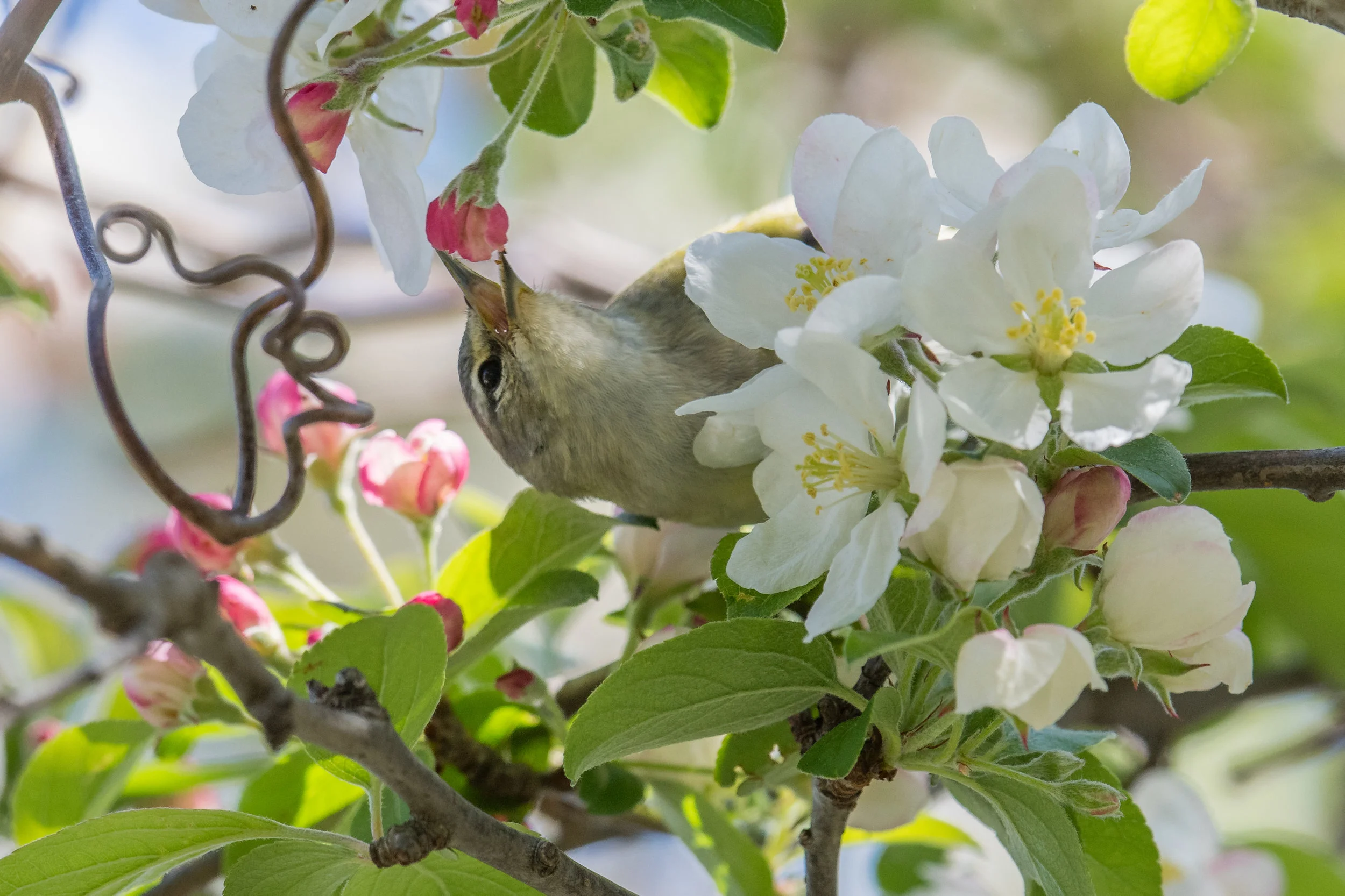 Tennessee Warbler (Oreothlypis peregrina): Magee Marsh, LUC (OH)