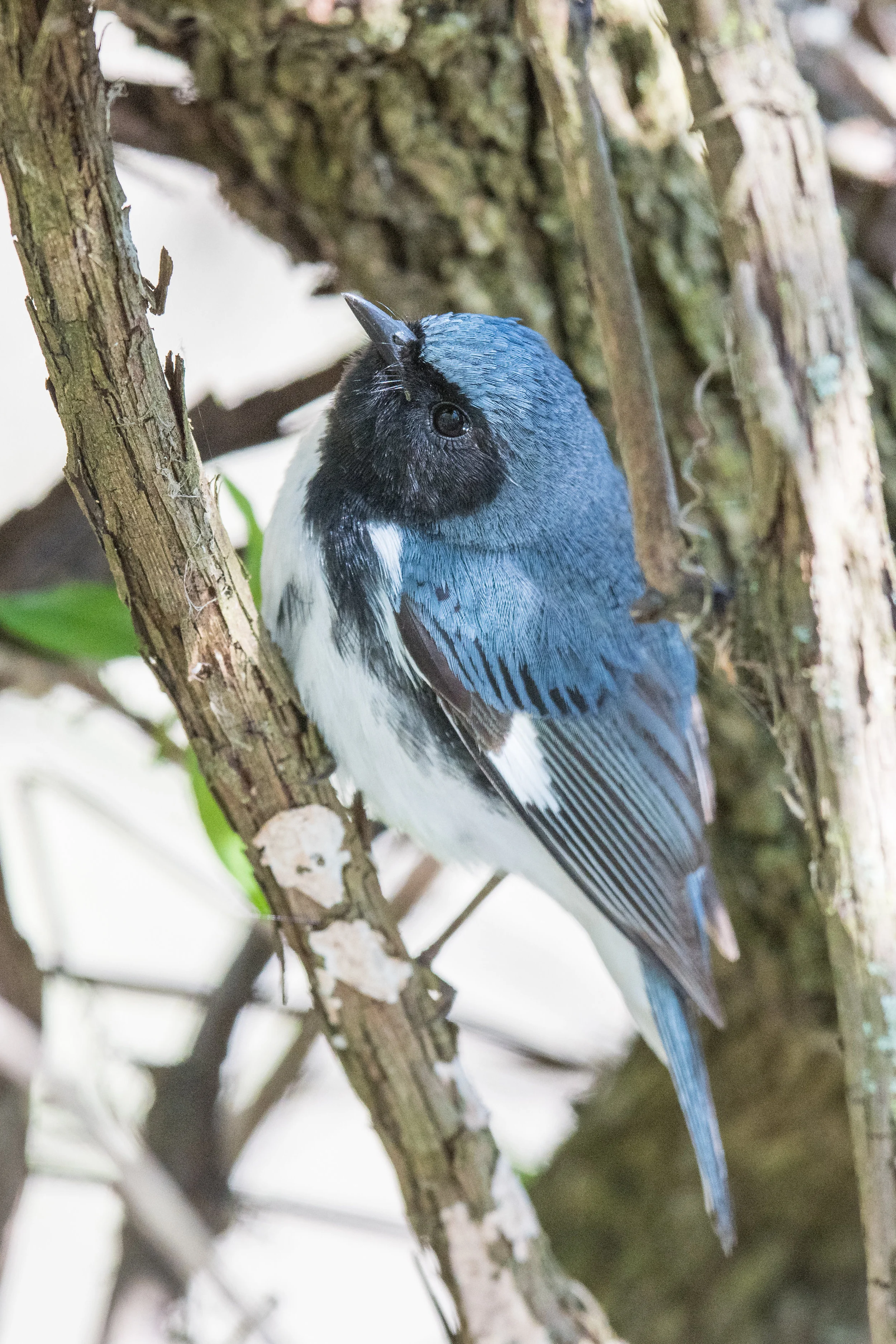 Black-throated Blue Warbler (Setophaga caerulescens): Magee Marsh, LUC (OH)