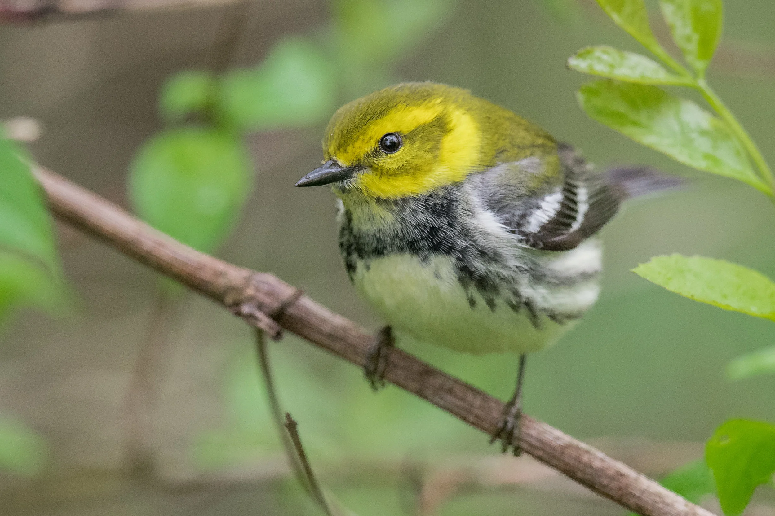 Black-throated Green Warbler (Setophaga virens): Magee Marsh, LUC (OH)