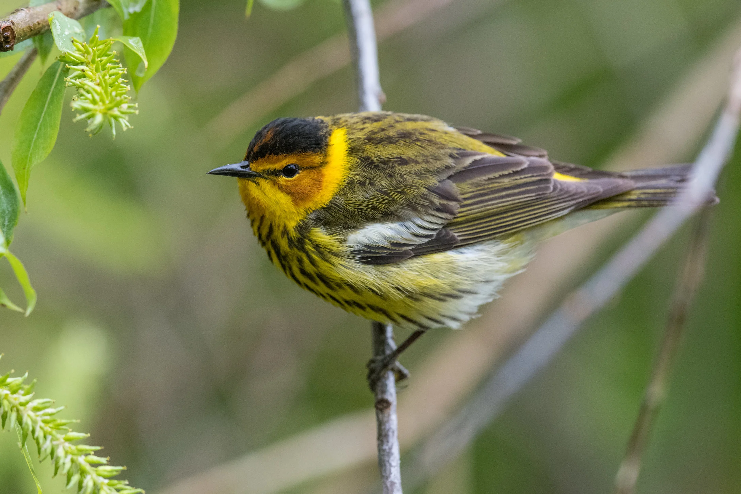 Cape May Warbler (Setophaga tigrina): Magee Marsh, LUC (OH)