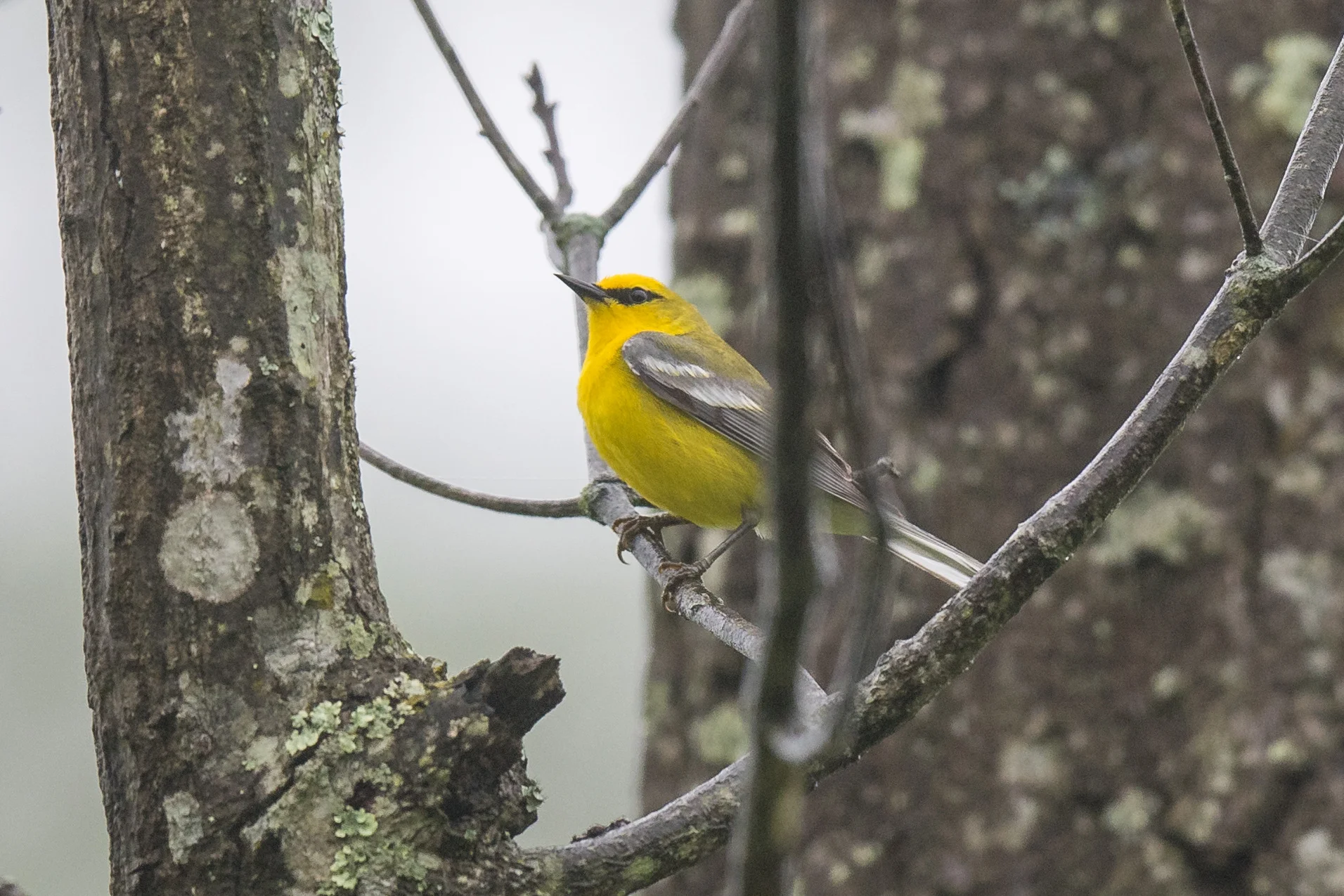 Blue-winged Warbler (Vermivora cyanoptera): State Forest Service Road 3, SCI (OH)