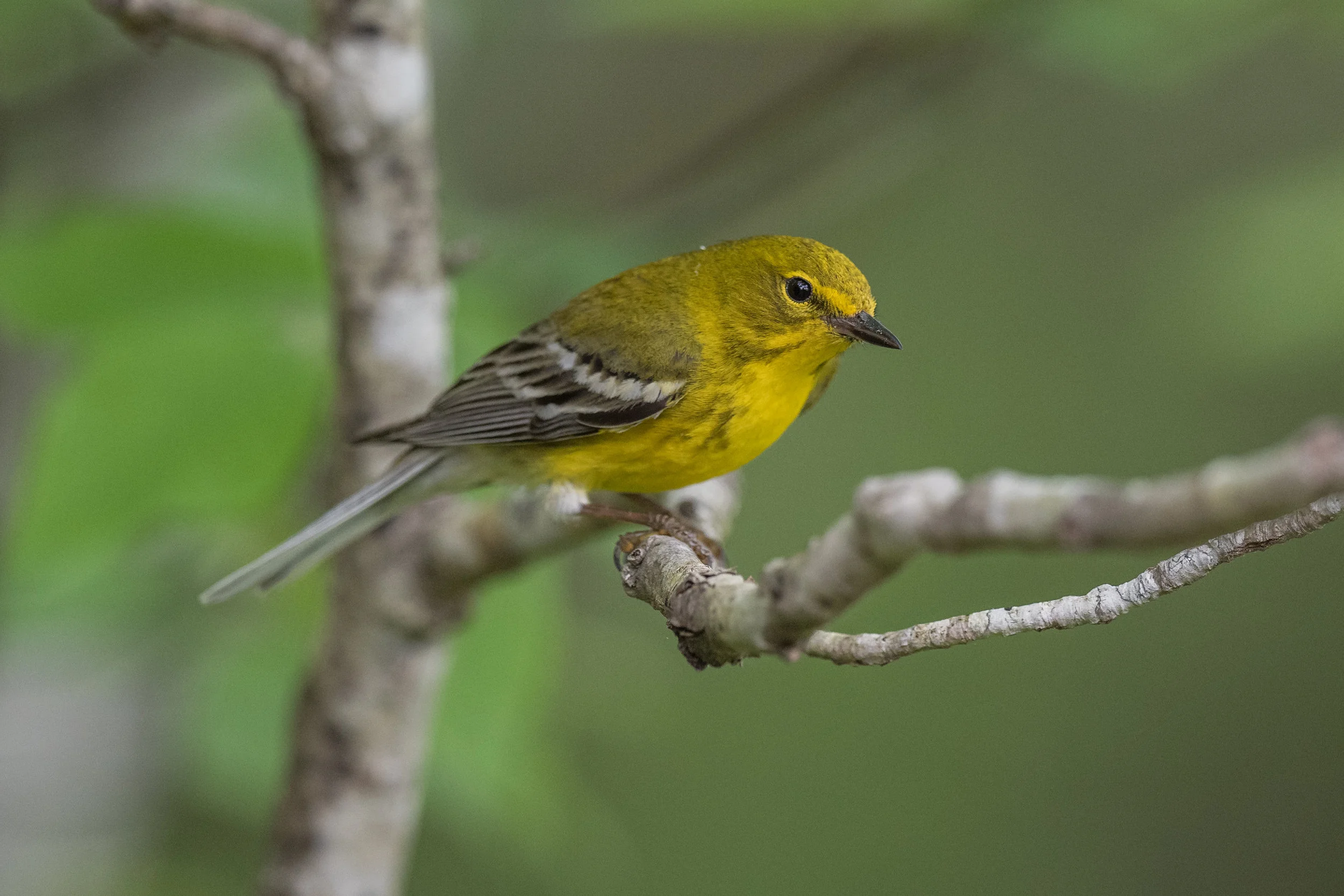 Pine Warbler (Setophaga pinus), Red River Gorge - Rock Bridge Road, WOL (KY)