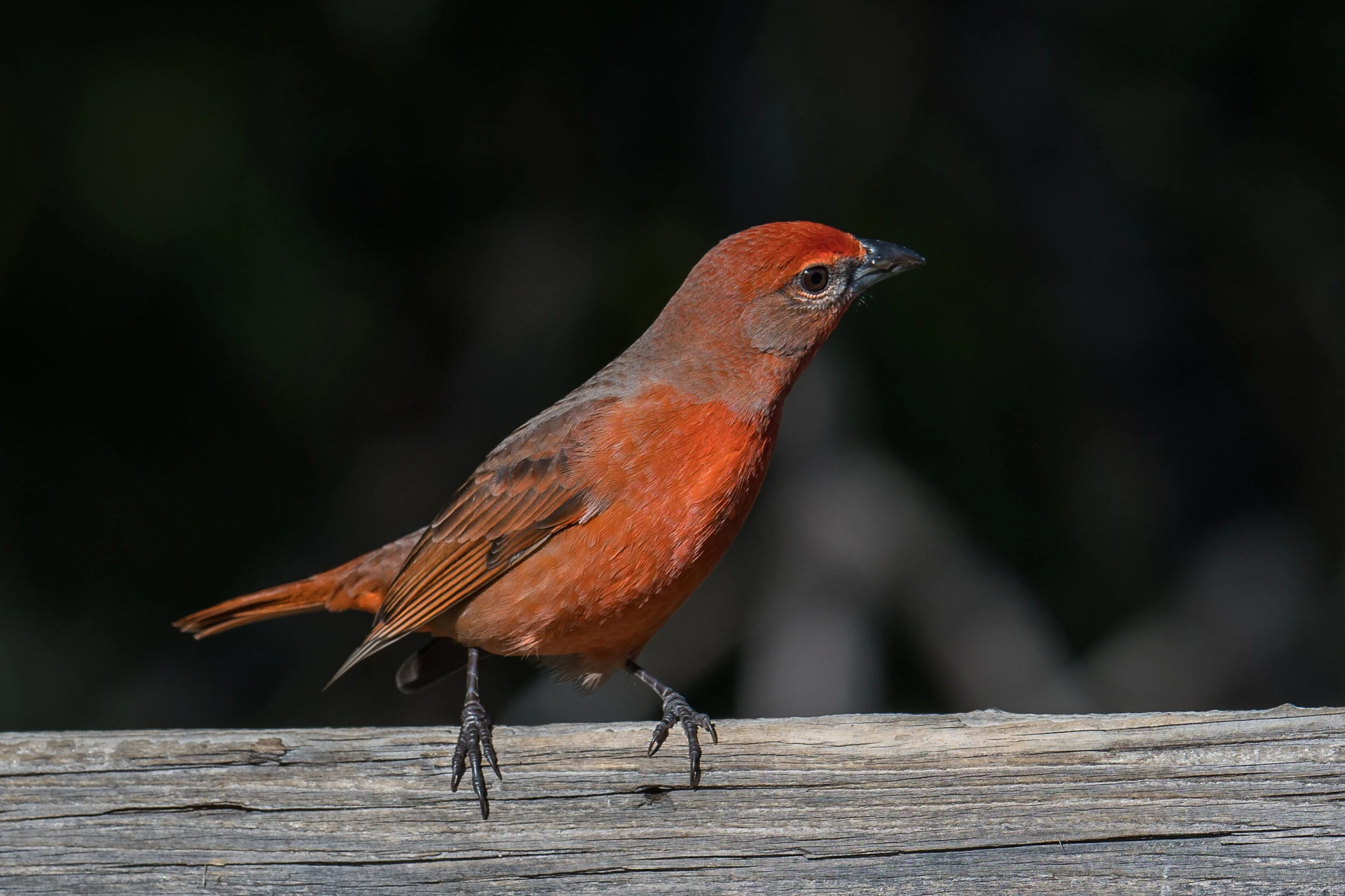 Featured Photo: Hepatic Tanager (Piranga flava) at Madera Canyon, SCZ (AZ)EQ: D850, 500mm f/4 Taken: 12-10-2019 at 9:10Settings: 500mm (35mm eqv), 1/800s, f/5.6, ISO125, 1/3EV Conditions: sunny