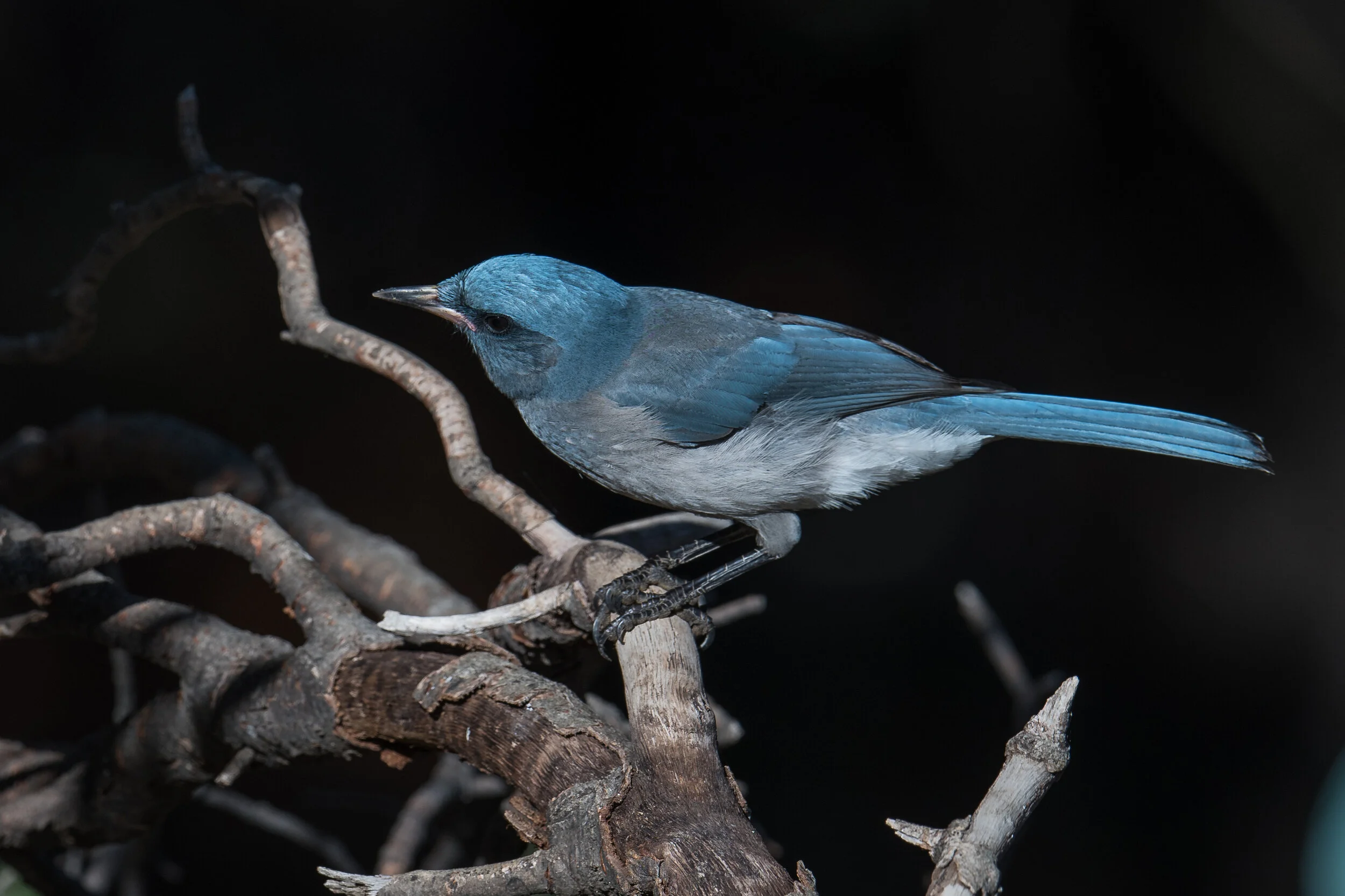 Mexican Jay (Aphelocoma wollweberi), Madera Canyon, SCZ (AZ)Taken: 12-10-2019 at 9:16, Settings: 500mm, 1/800s, f/5.6, ISO180, 1/3EV Conditions: shady/sunny