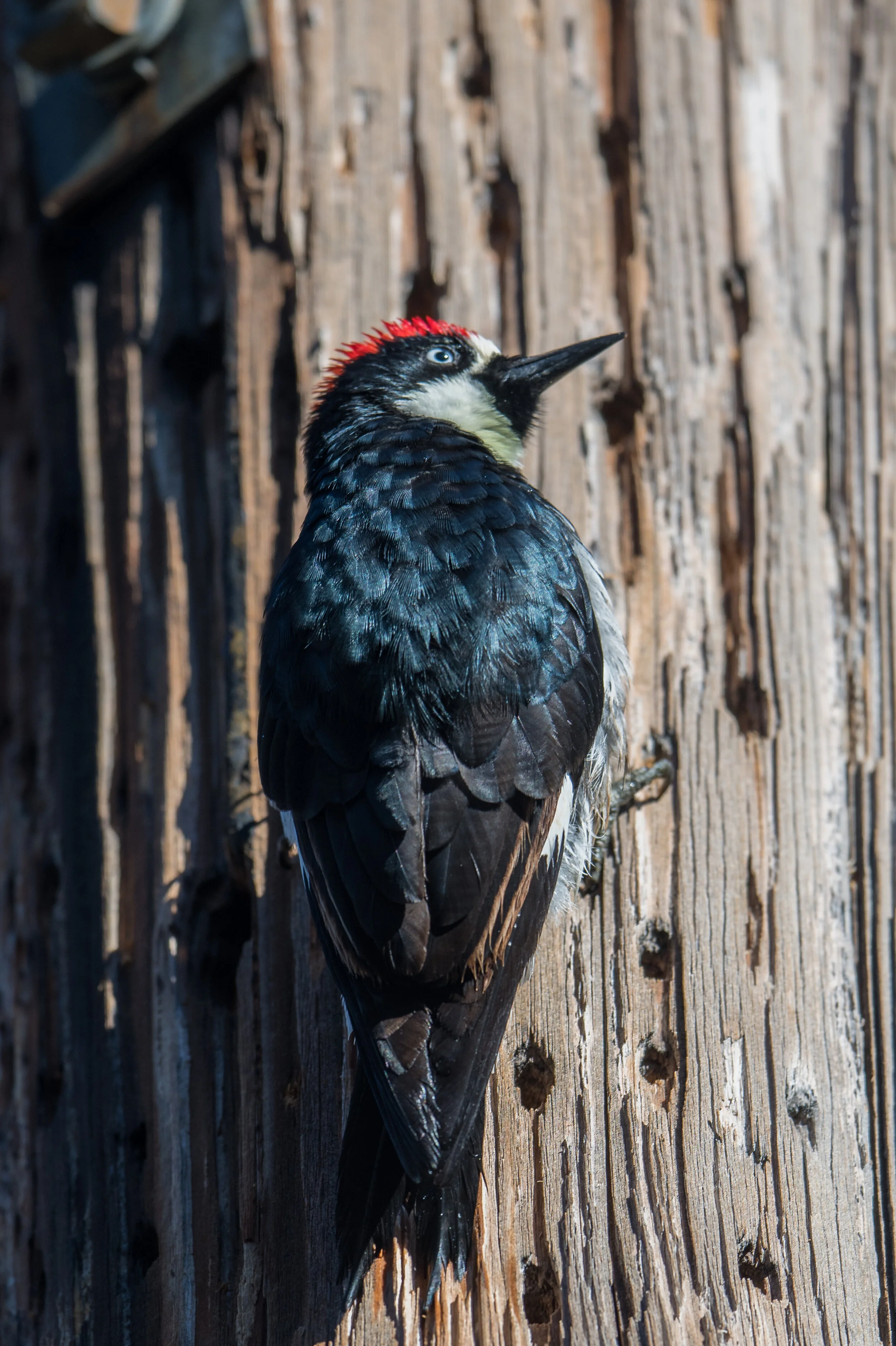 Acorn Woodpecker (Melanerpes formicivorus), Madera Canyon, SCZ (AZ)Taken: 12-10-2019 at 8:54, Settings: 500mm, 1/640s, f/4, ISO64, 1/3EV Conditions: shady/sunny