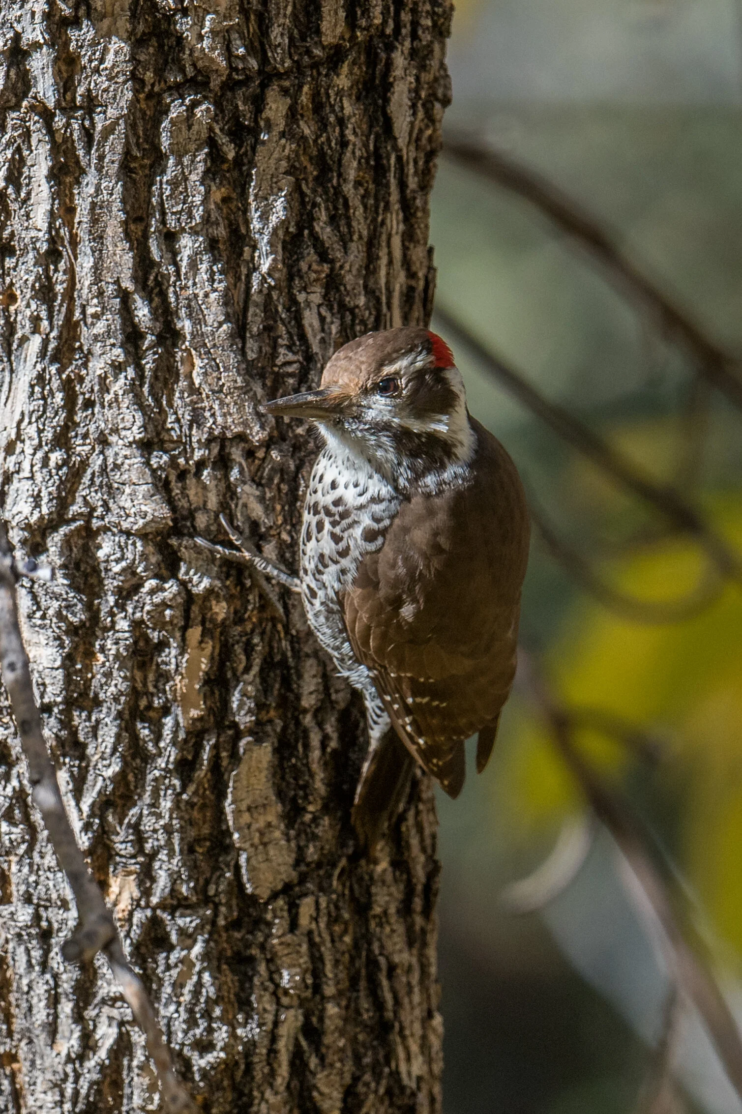 Arizona Woodpecker (Dryobates arizonae), Madera Canyon, SCZ (AZ)Taken: 12-10-2019 at 9:17, Settings: 500mm, 1/800s, f/5.6, ISO125, 1/3EV Conditions: shady/sunny