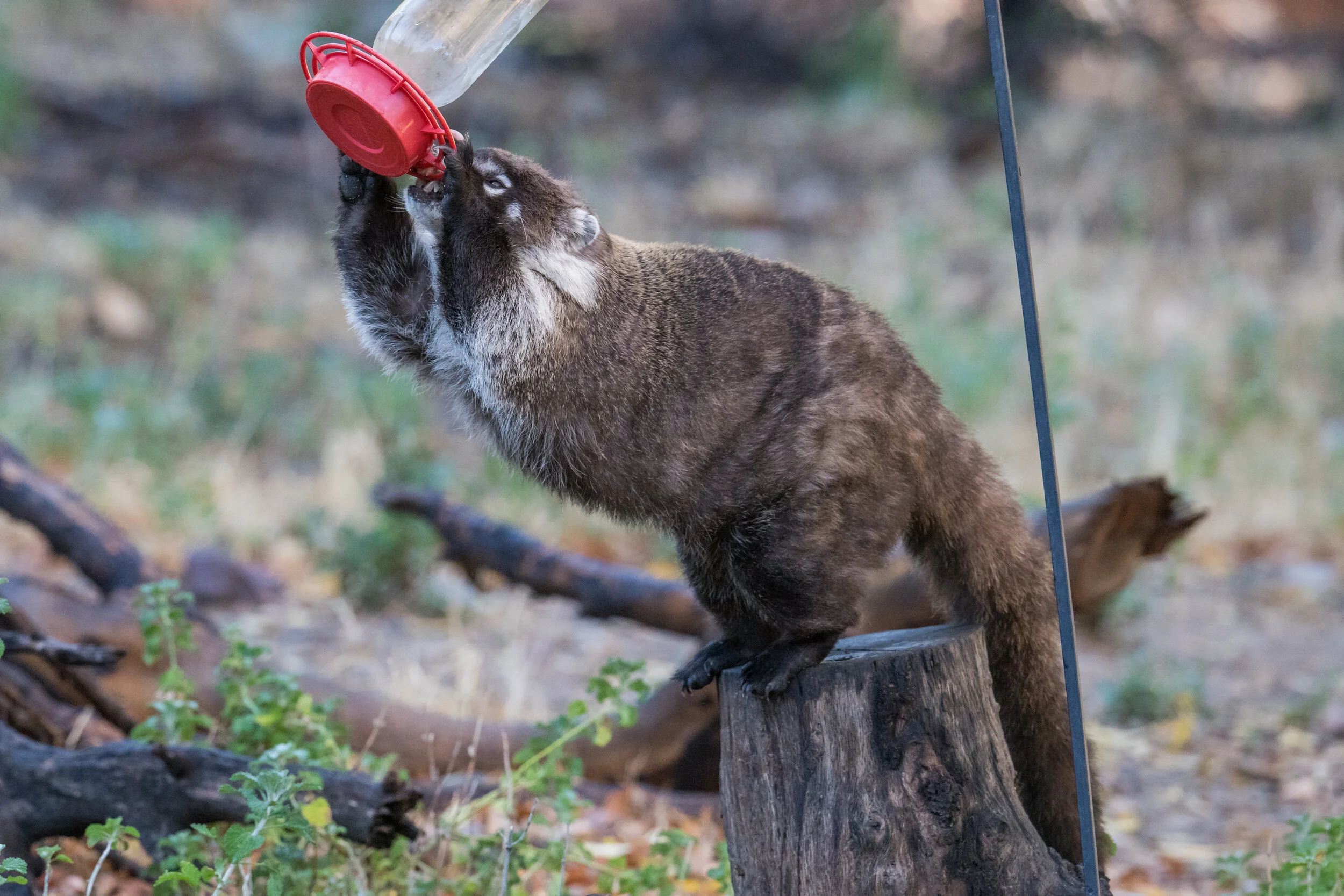 White-nosed Coatimundi (Nasua narica), Madera Canyon, SCZ (AZ)Taken: 12-10-2019 at 8:41, Settings: 500mm, 1/1000s, f/5.6, ISO2000, 1/3EV Conditions: shady/sunny