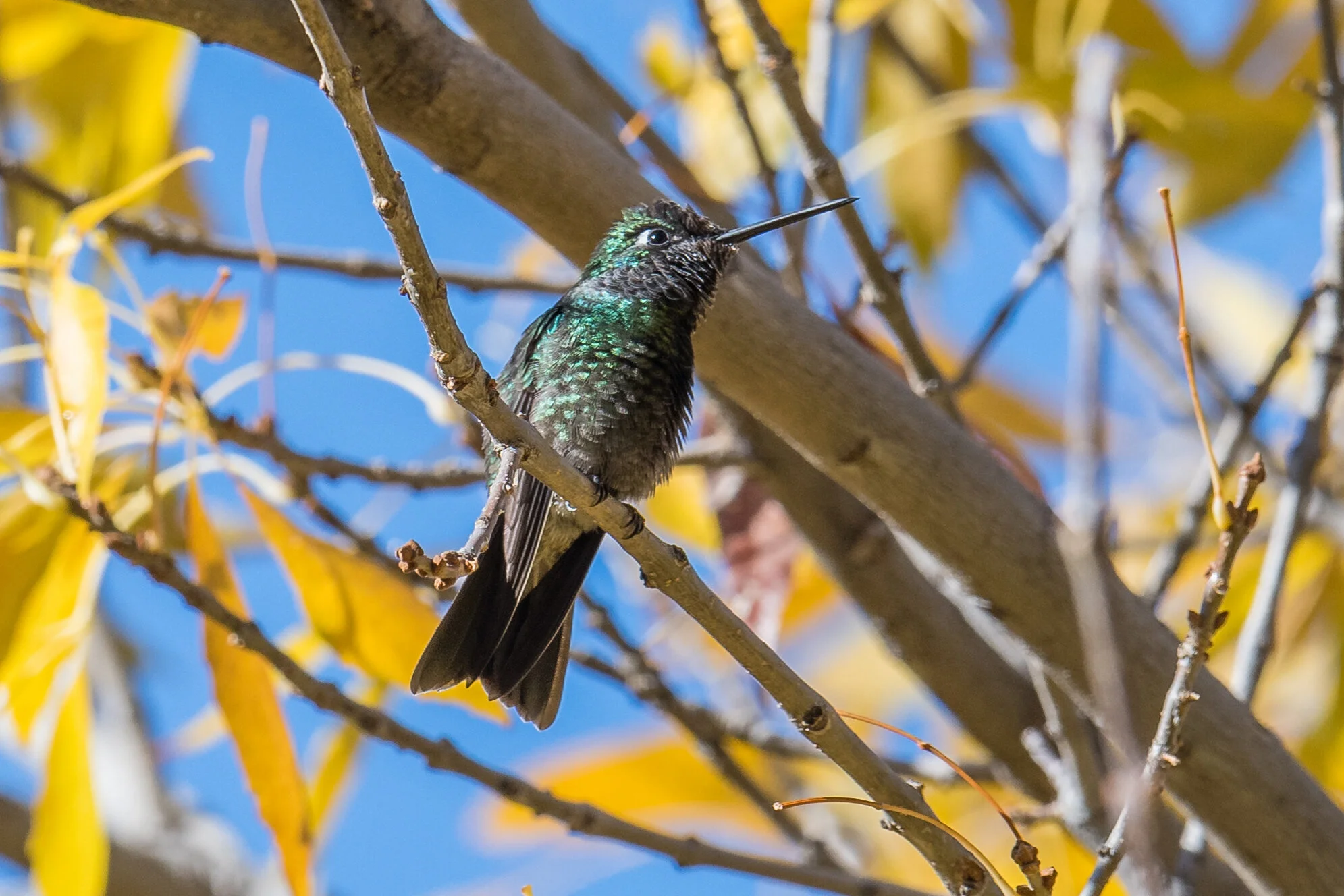 Rivoli's Hummingbird (Eugenes fulgens), Madera Canyon, SCZ (AZ)Taken: 12-10-2019 at 9:21, Settings: 500mm, 1/800s, f/5.6, ISO160, 1/3EV Conditions: shady/sunny