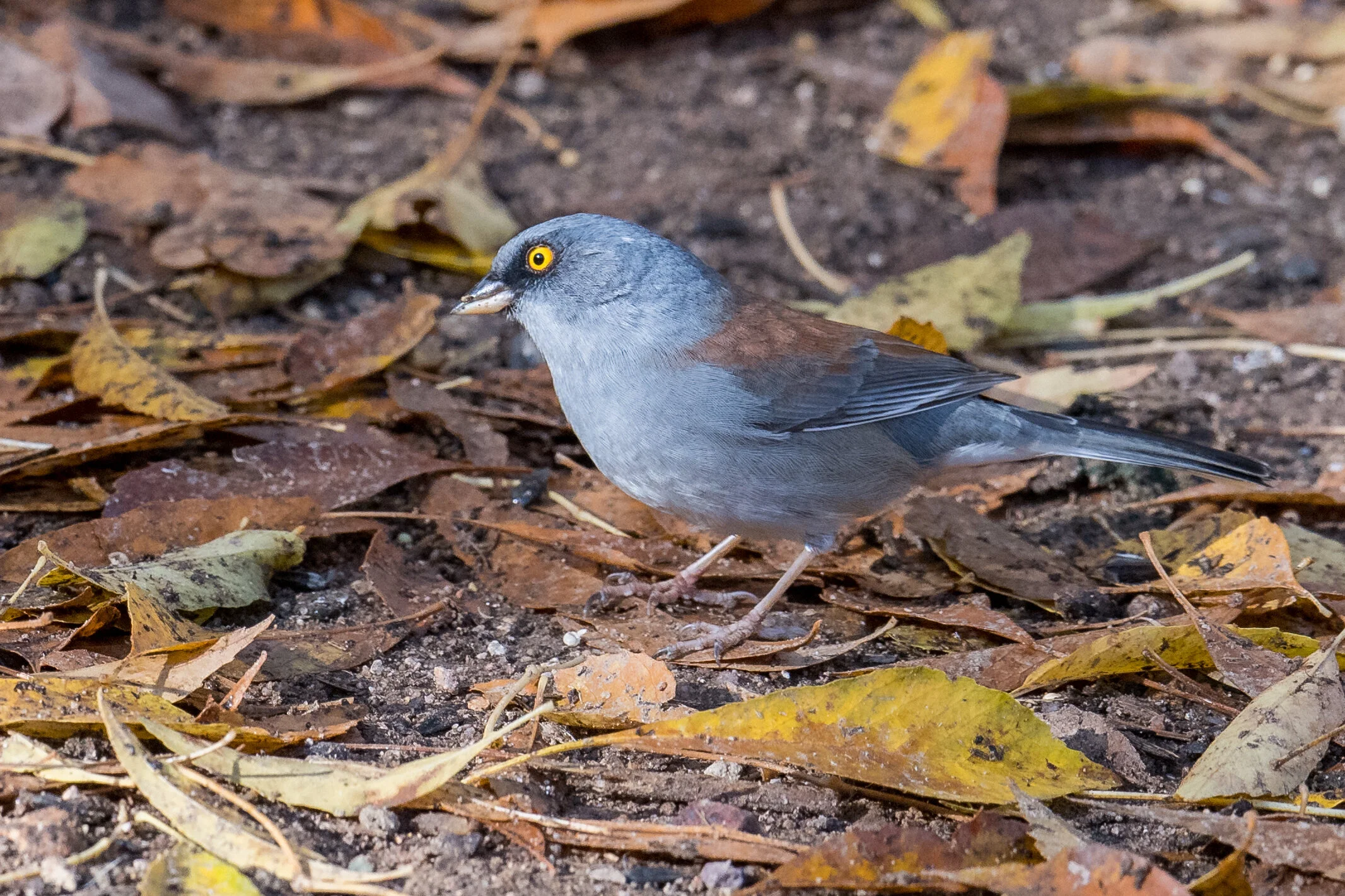 Yellow-eyed Junco (Junco phaeonotus), Madera Canyon, SCZ (AZ)Taken: 12-10-2019 at 9:20, Settings: 500mm, 1/800s, f/5.6, ISO720, 1/3EV Conditions: shady