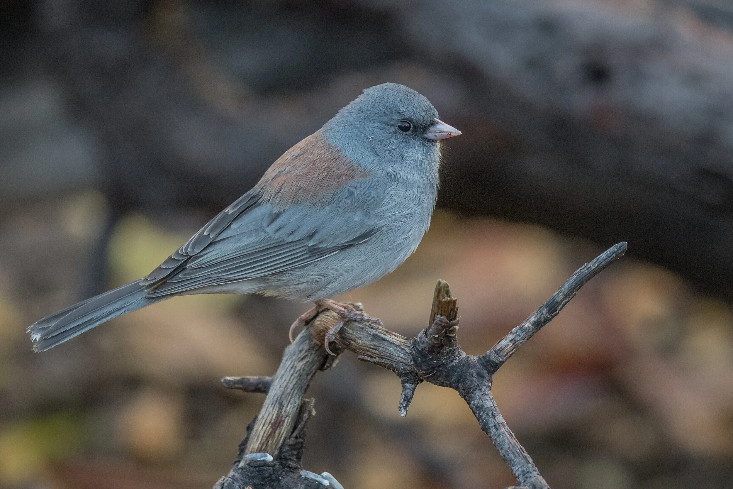 Dark-eyed Junco, Gray-headed (Junco hyemalis caniceps), Madera Canyon, SCZ (AZ)Taken: 12-10-2019 at 8:45, Settings: 500mm, 1/640s, f/4, ISO2000, 1/3EV Conditions: shady