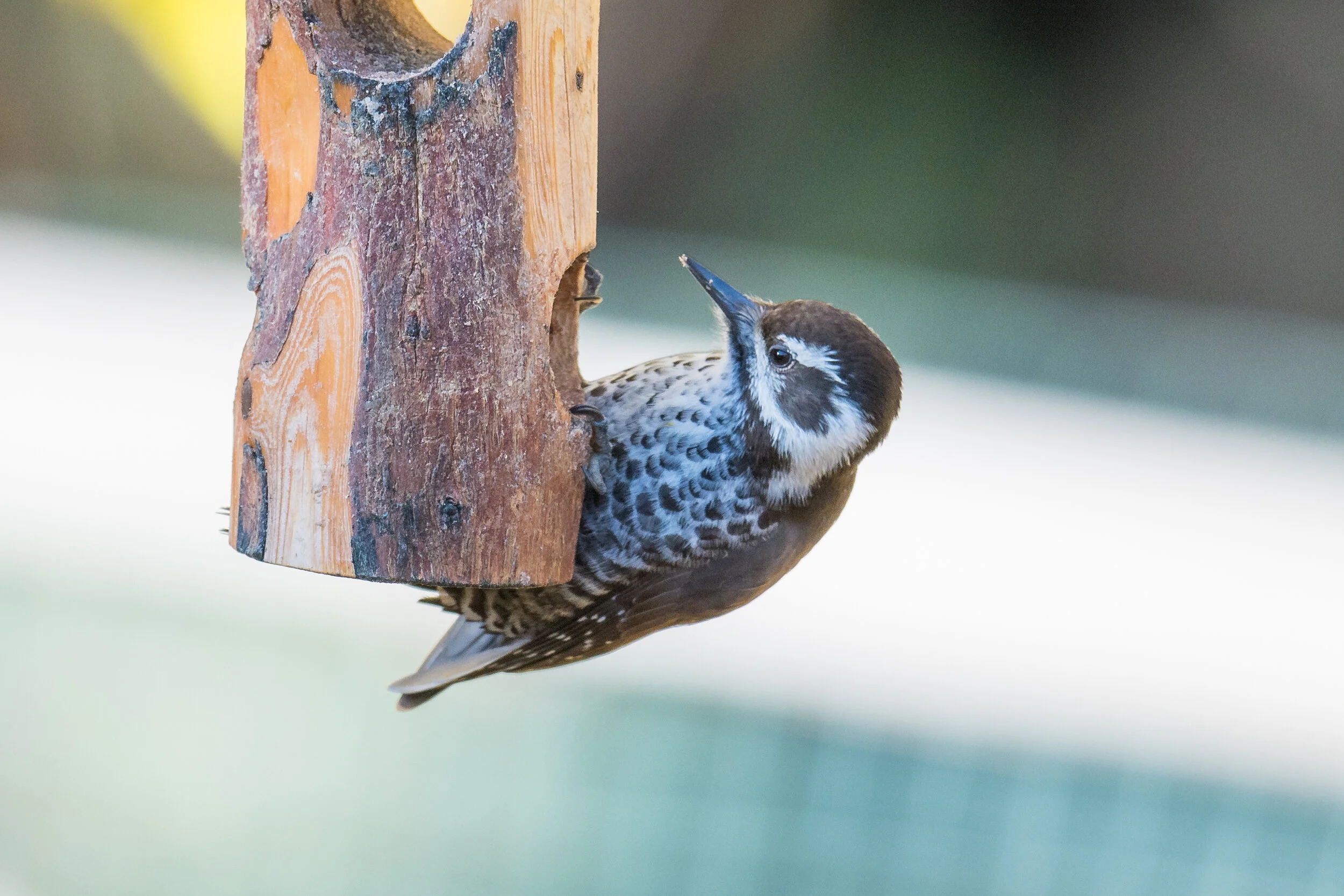 Arizona Woodpecker (Dryobates arizonae), Madera Canyon, SCZ (AZ)Taken: 12-10-2019 at 9:09, Settings: 500mm, 1/640s, f/4, ISO110, 1/3EV Conditions: shady